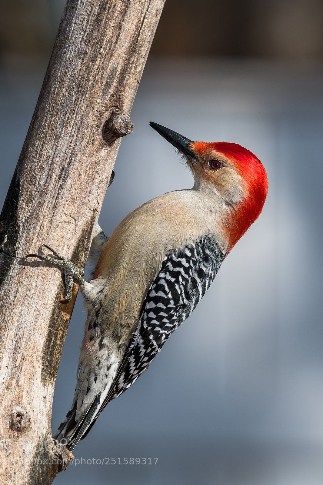 Nikon D850 sample photo. Red bellied woodpecker photography