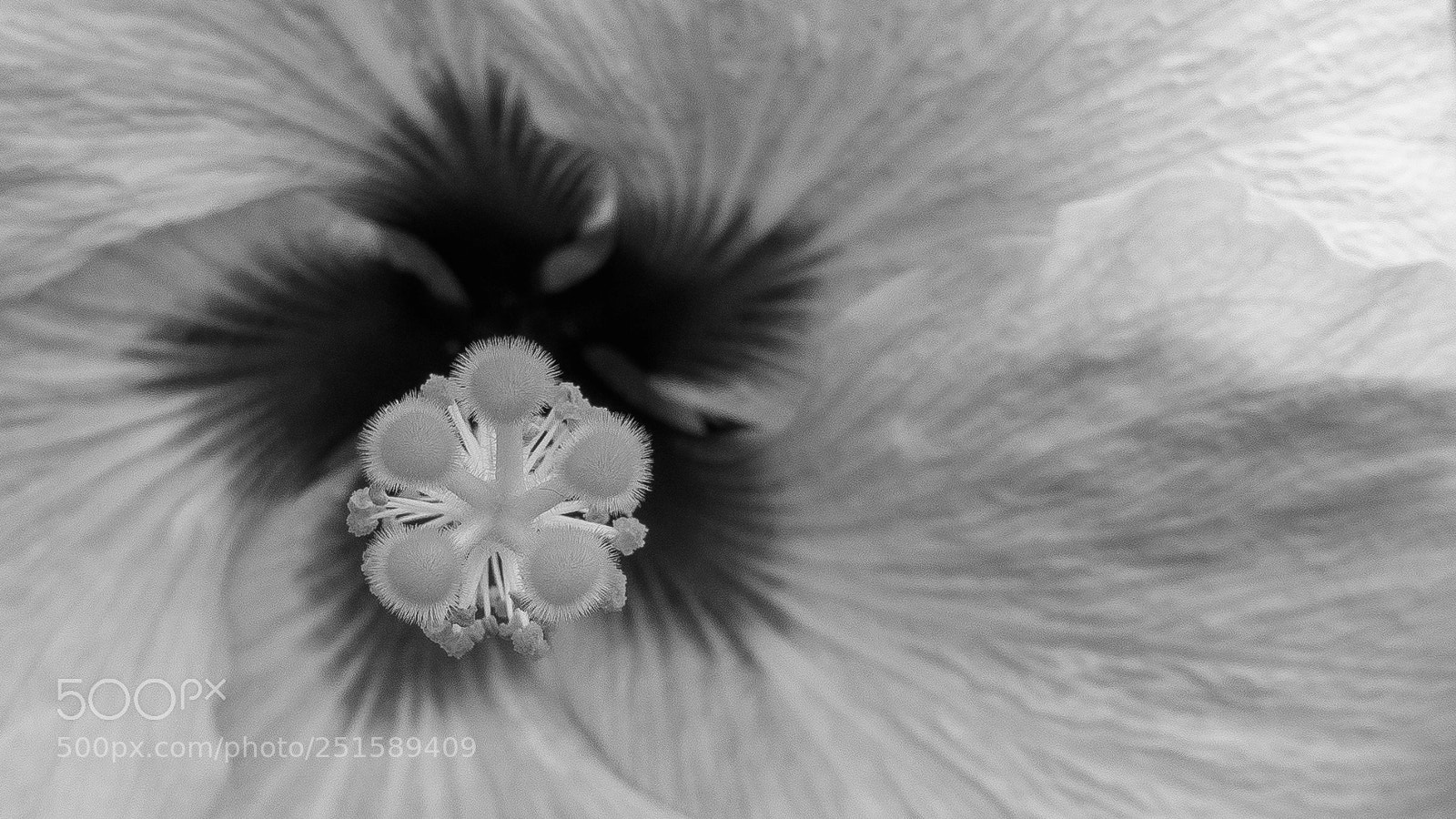 Sony DSC-RX100M5 sample photo. Hibiscus vortex photography