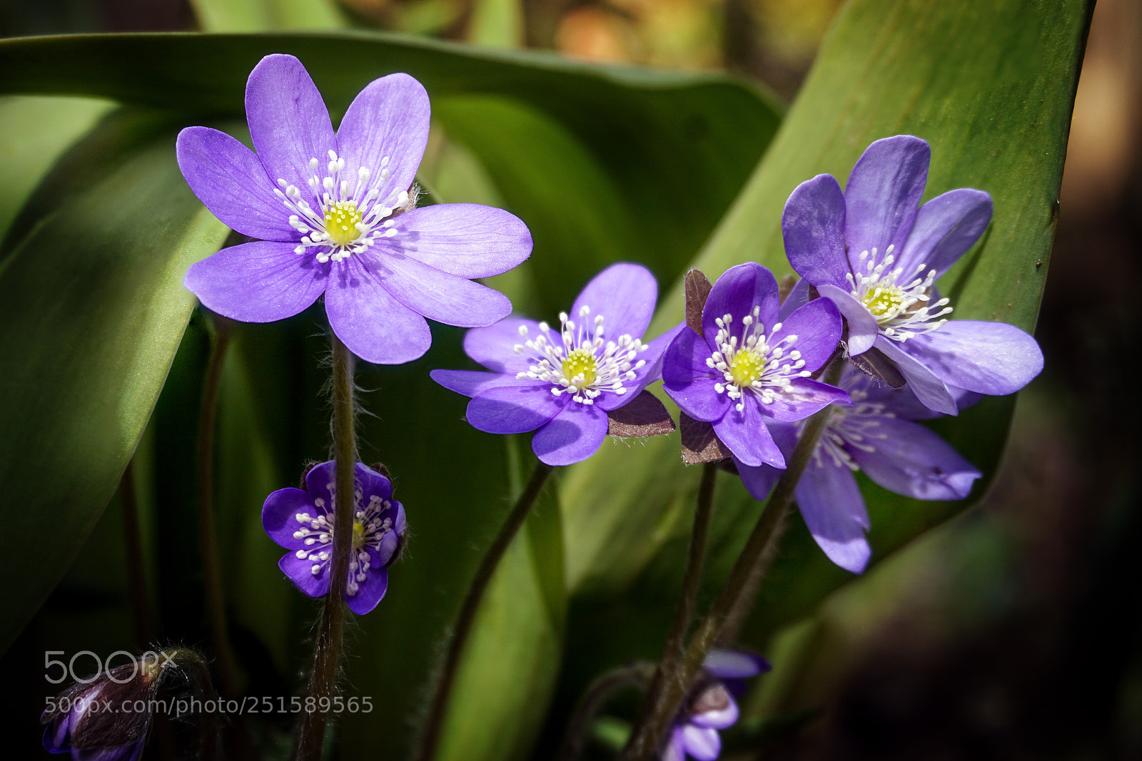 Sony a6000 sample photo. Small flowers - kleine photography