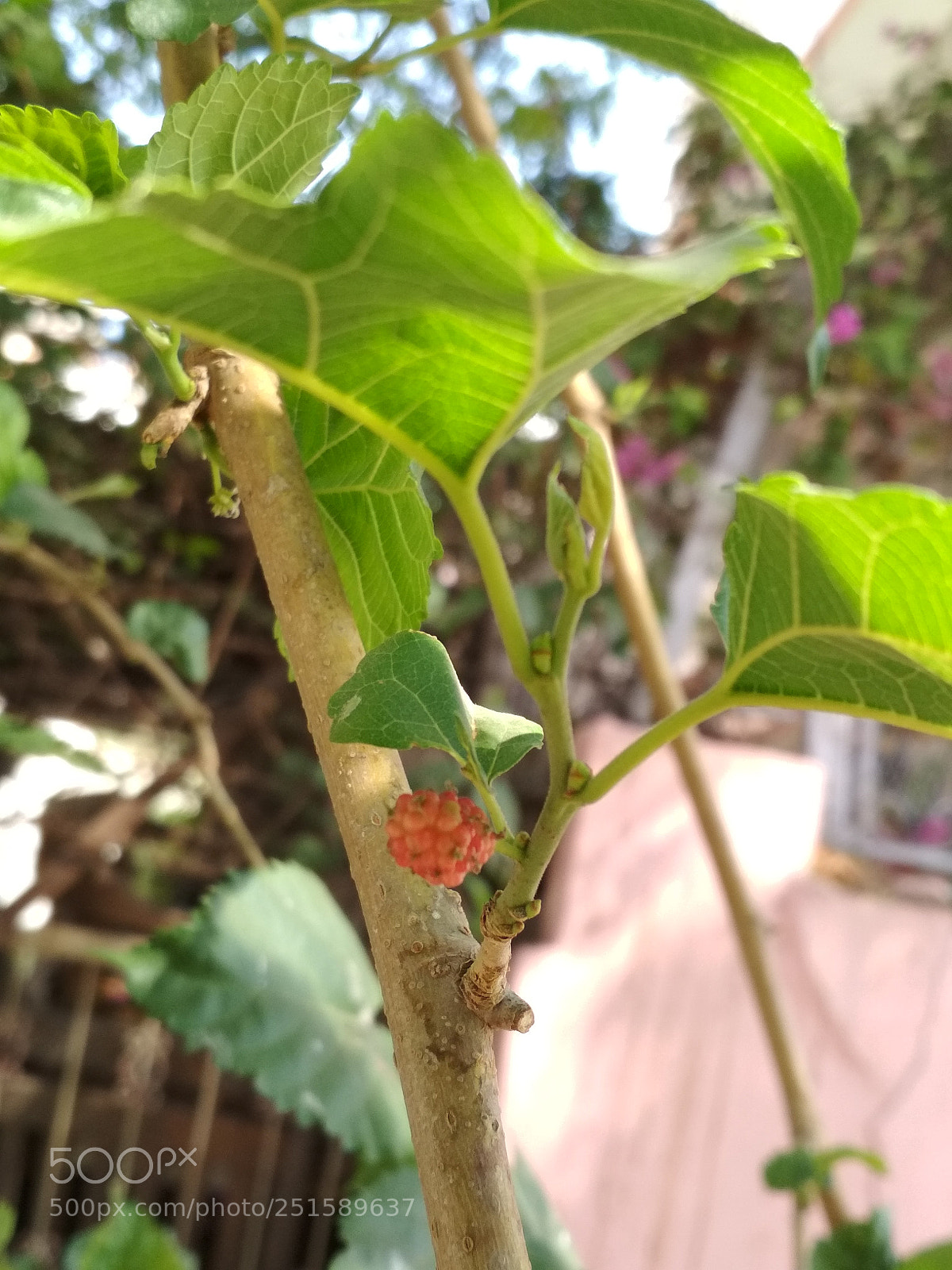 Xiaomi Redmi 4 Pro sample photo. Setur (mulberry frit) photography