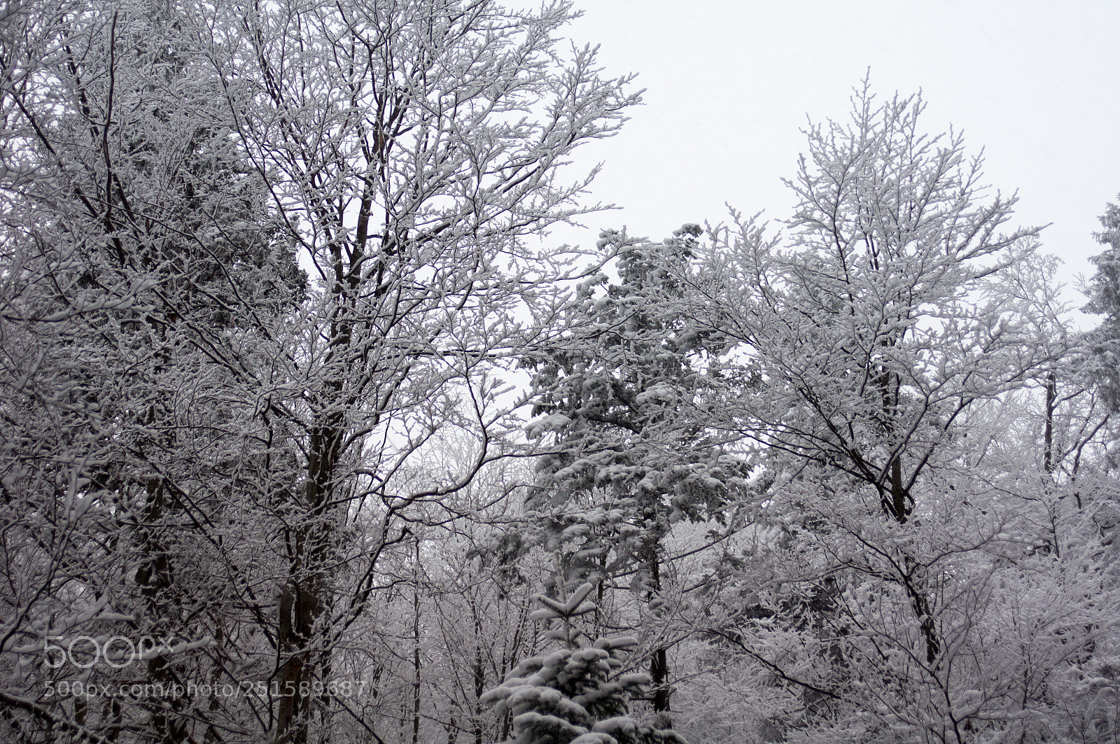 Sony SLT-A55 (SLT-A55V) sample photo. Farewell to winter photography