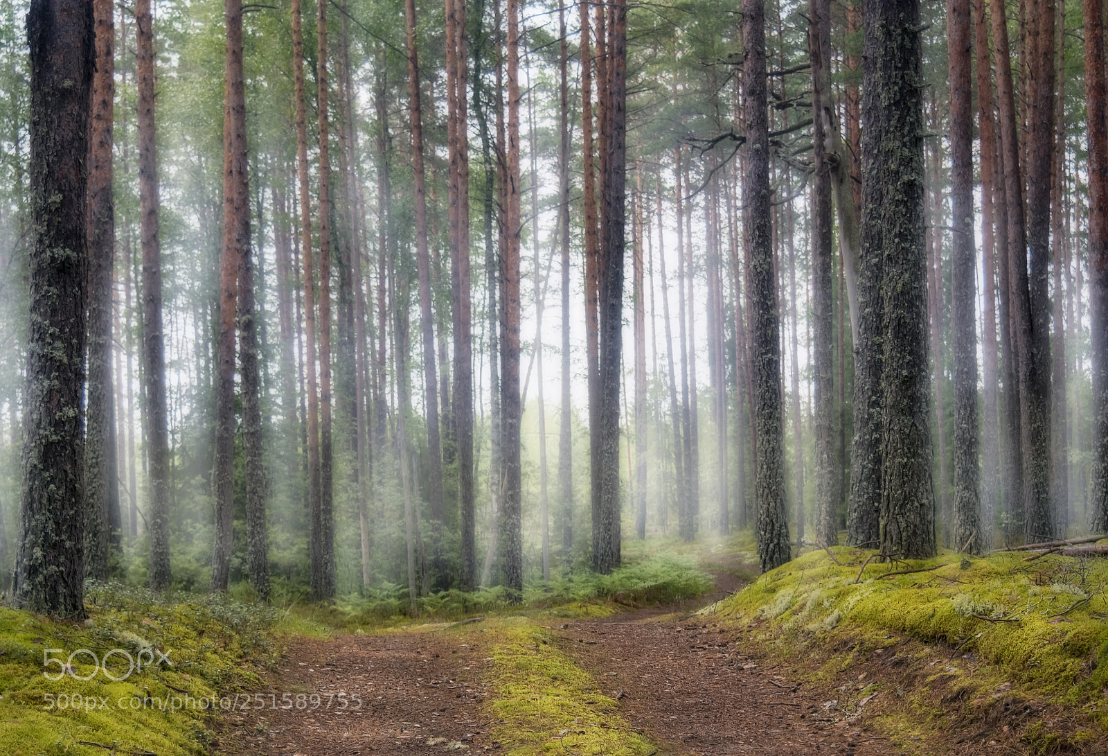 Olympus OM-D E-M5 II sample photo. Morning in the forest. photography
