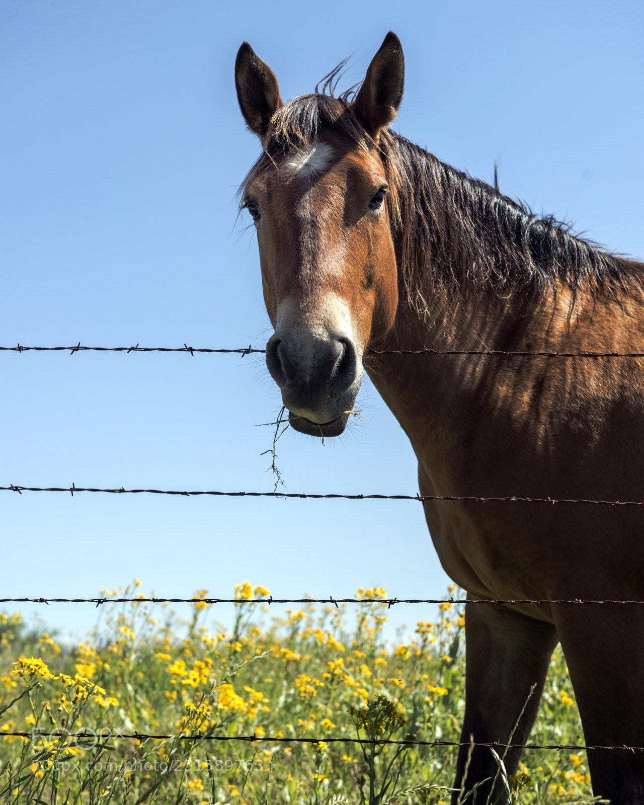 Nikon D800 sample photo. Horse is a horse photography