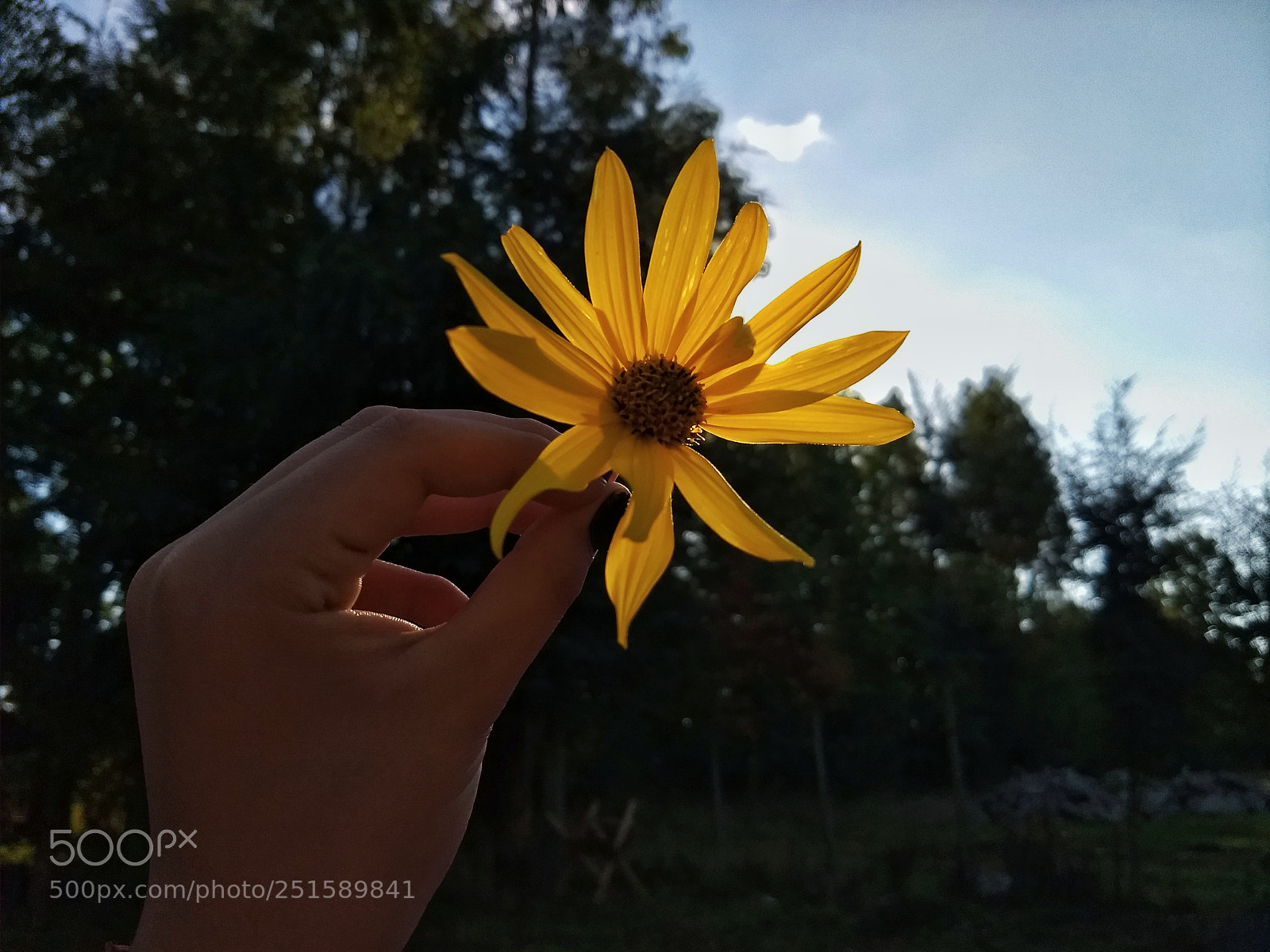 Motorola Moto G (5) Plus sample photo. Untitled photography