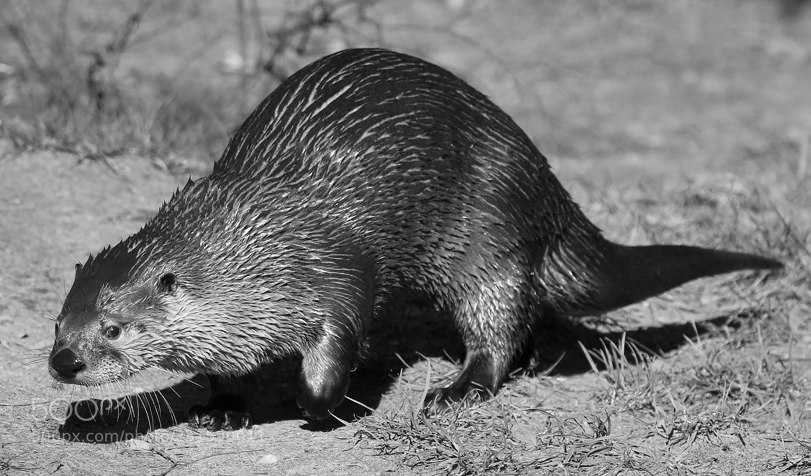Canon EOS 1200D (EOS Rebel T5 / EOS Kiss X70 / EOS Hi) sample photo. B w otter after photography