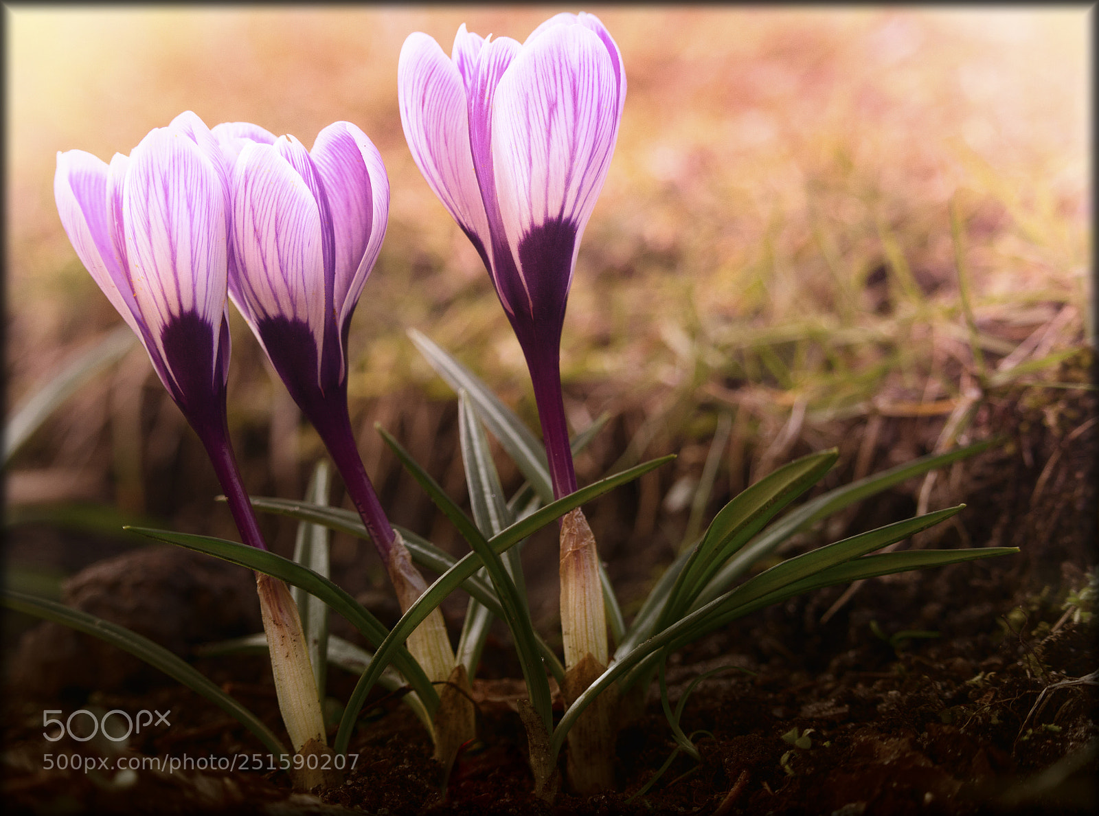 Canon EOS 700D (EOS Rebel T5i / EOS Kiss X7i) sample photo. Krokus photography