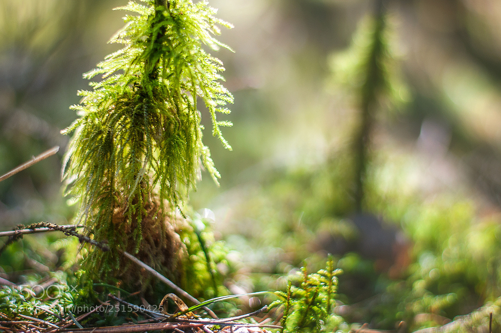 Nikon D40X sample photo. The forest is waking photography