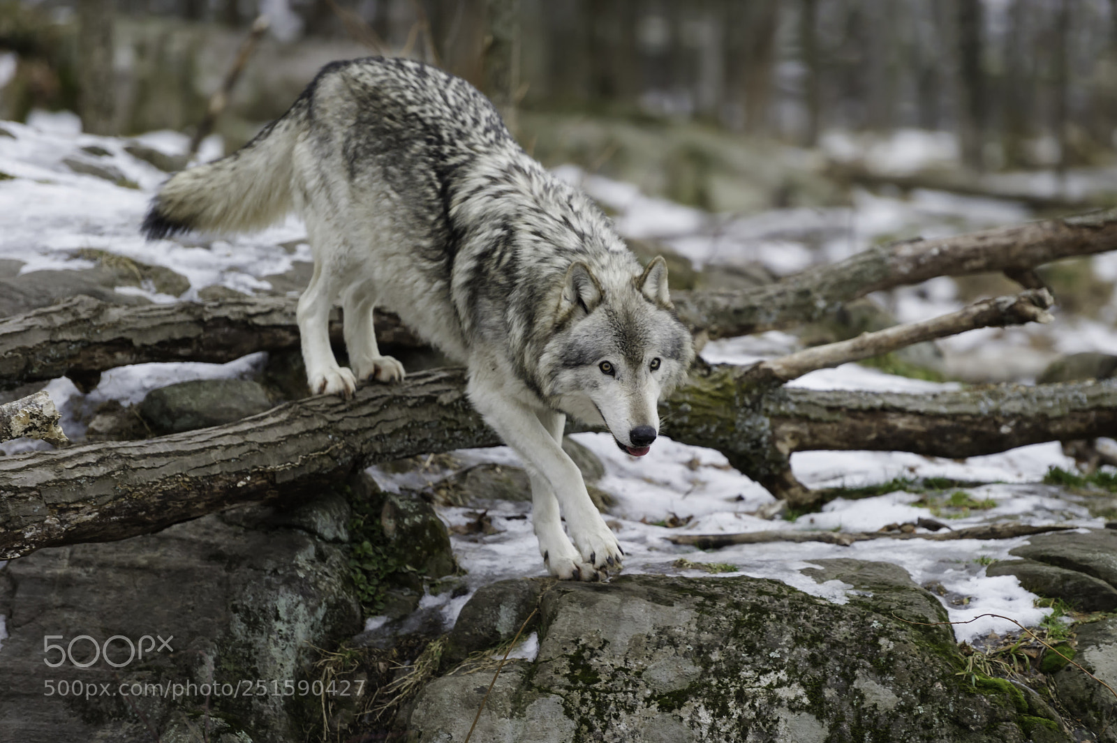 Nikon D3S sample photo. One timber at a photography