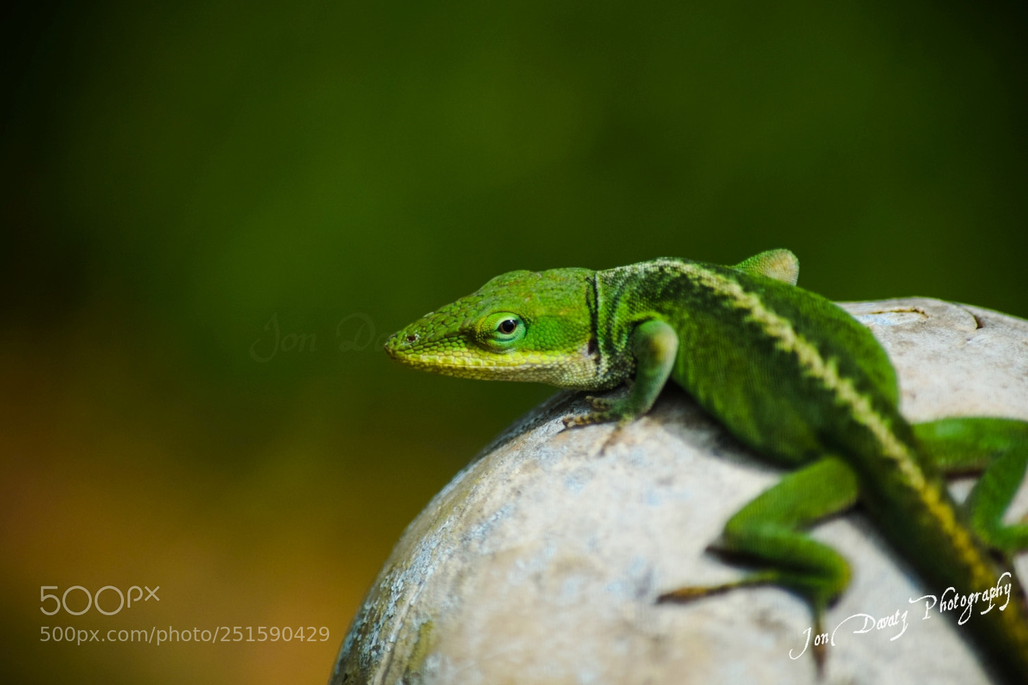 Nikon D5300 sample photo. Green challenge photography