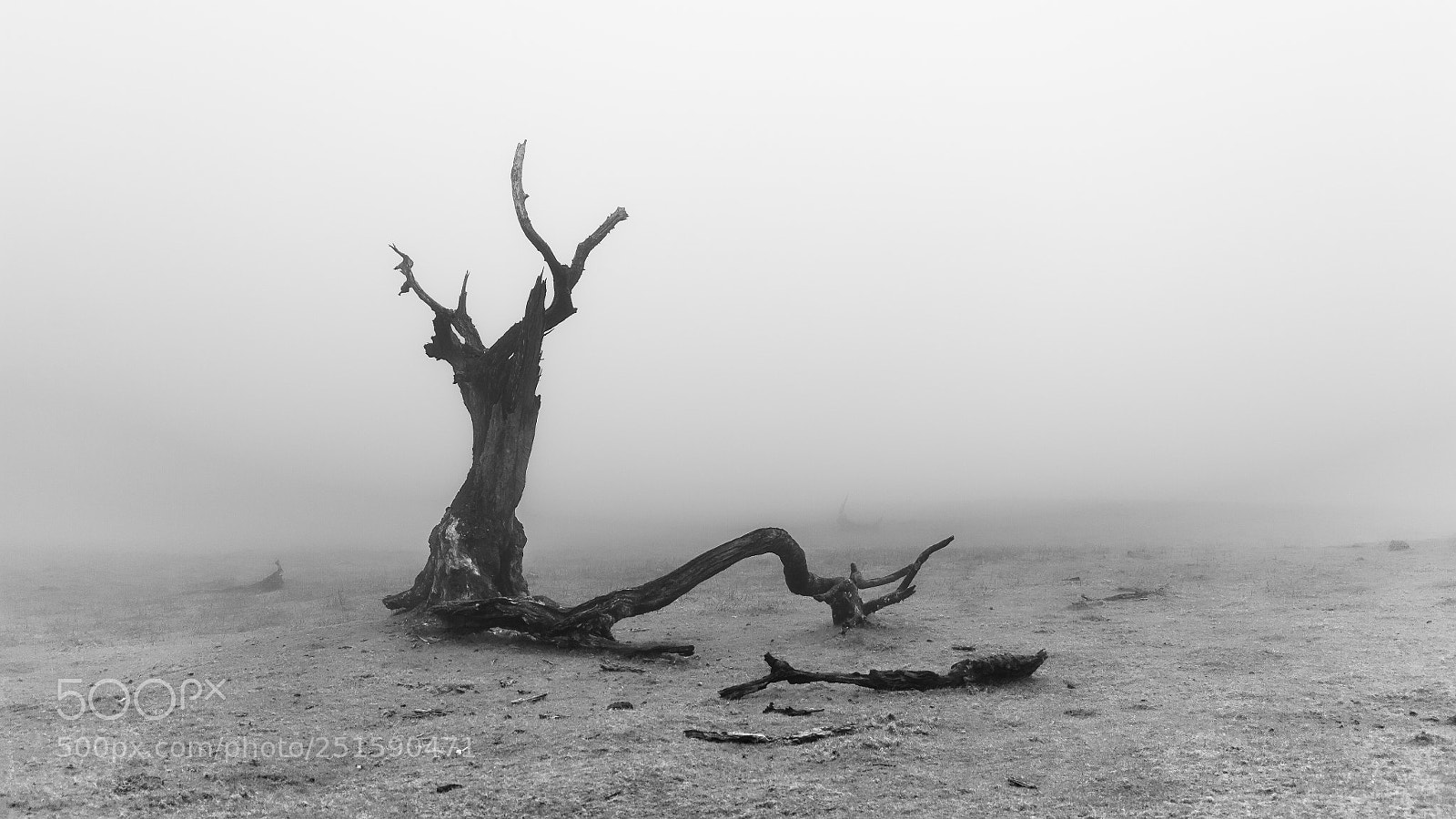 Canon EOS 5D sample photo. Black death photography