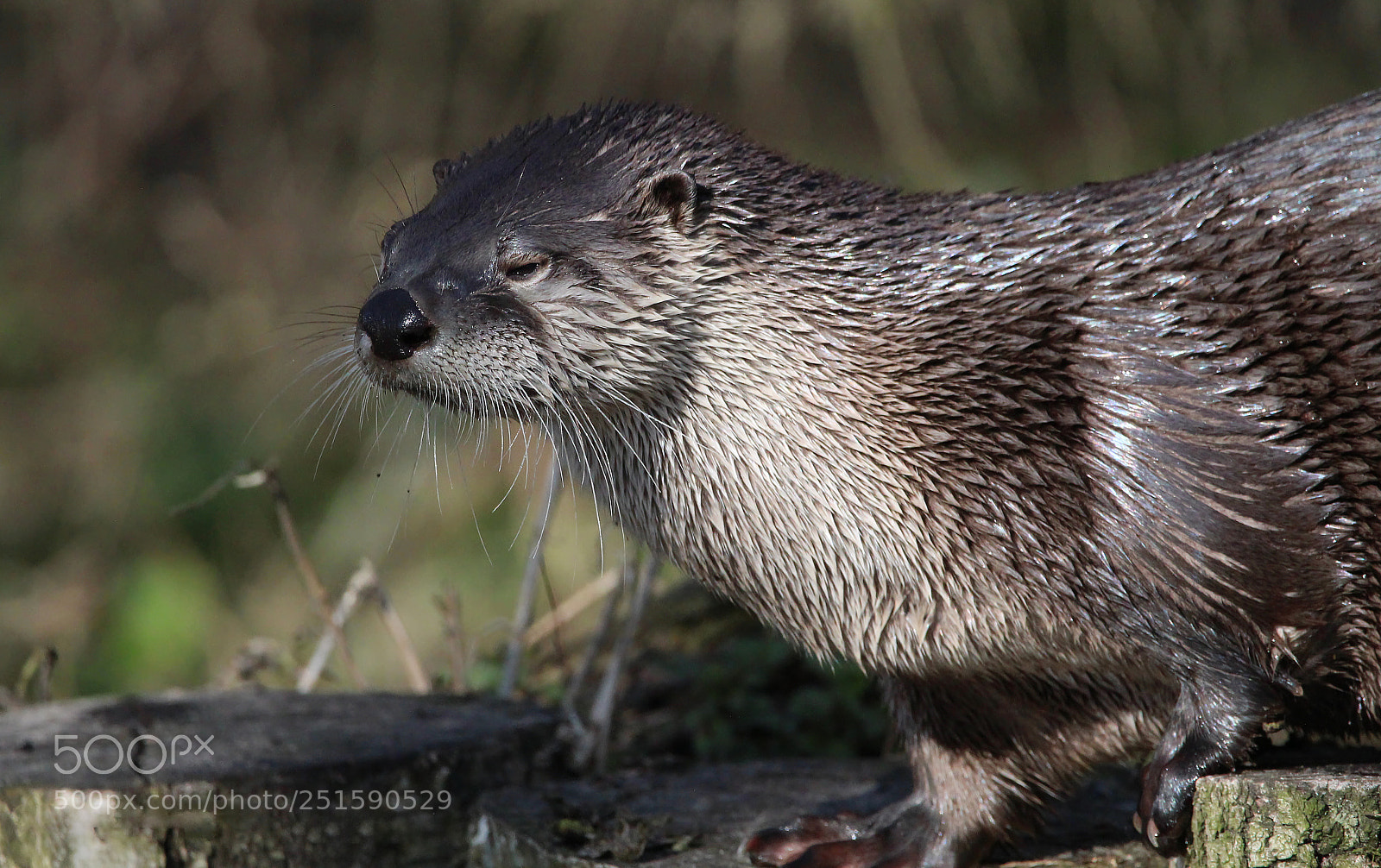 Canon EOS 1200D (EOS Rebel T5 / EOS Kiss X70 / EOS Hi) sample photo. Otter close up photography