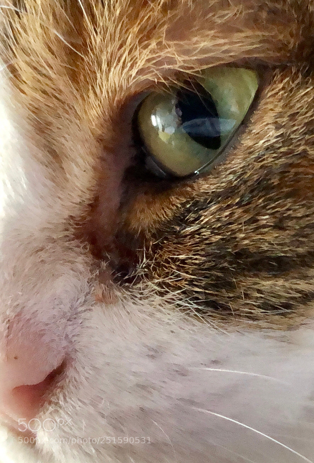 Apple iPhone X sample photo. Untitled photography