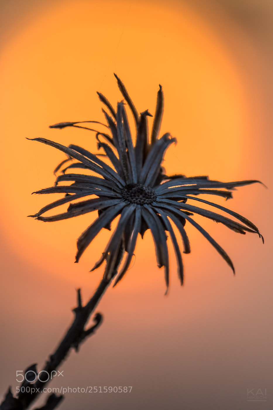 Nikon D500 sample photo. Traces of the previous photography