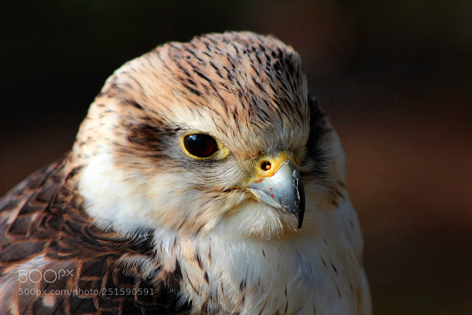 Canon EOS 600D (Rebel EOS T3i / EOS Kiss X5) sample photo. Falcon photography