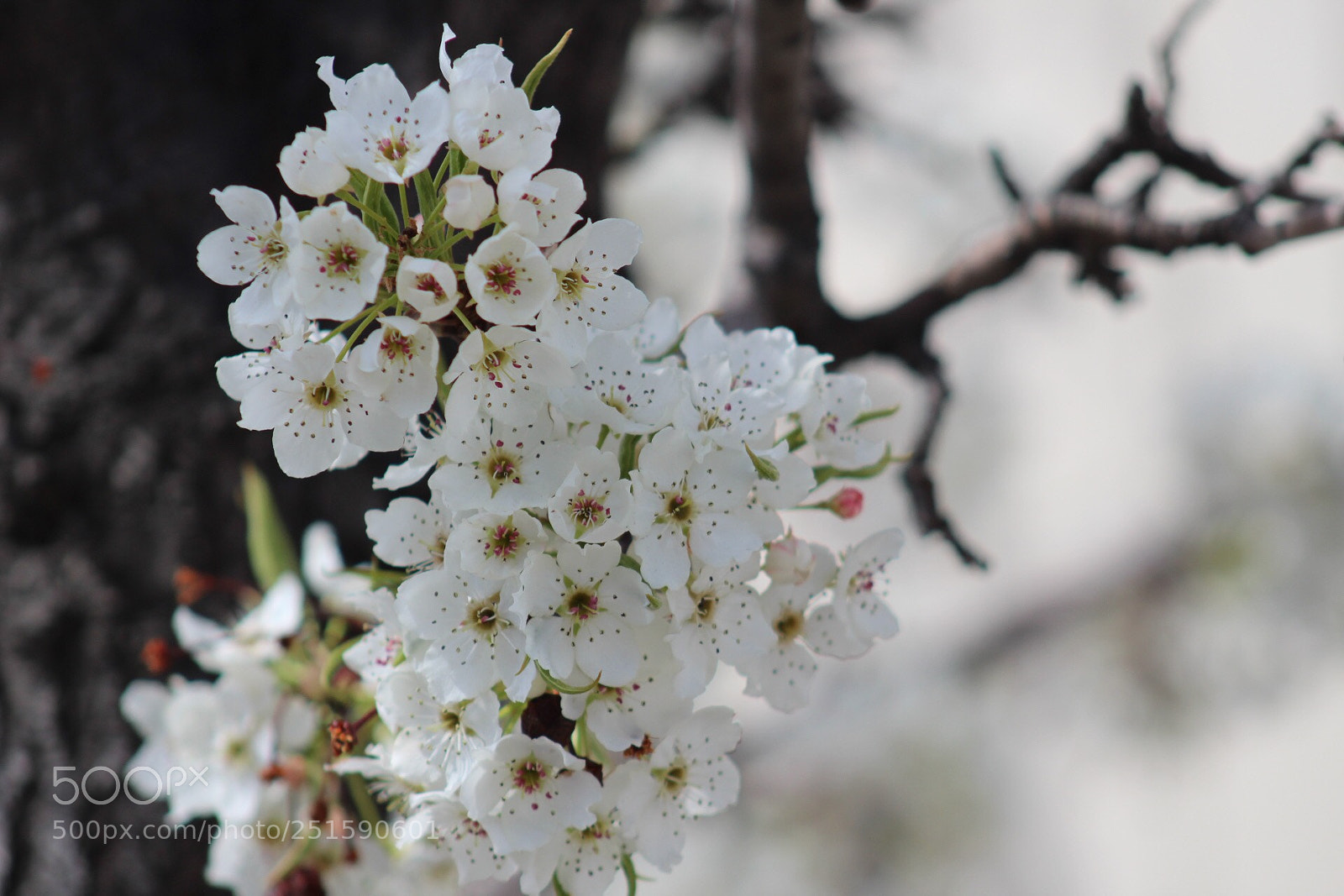 Canon EOS 1300D (EOS Rebel T6 / EOS Kiss X80) sample photo. White spring photography