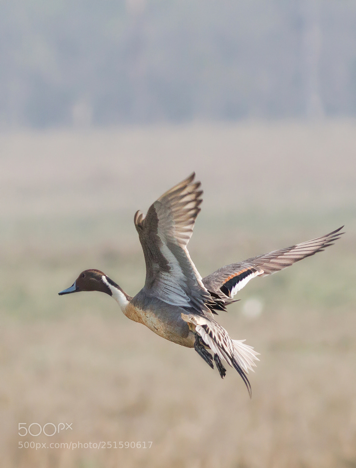 Canon EOS 700D (EOS Rebel T5i / EOS Kiss X7i) sample photo. Flight photography