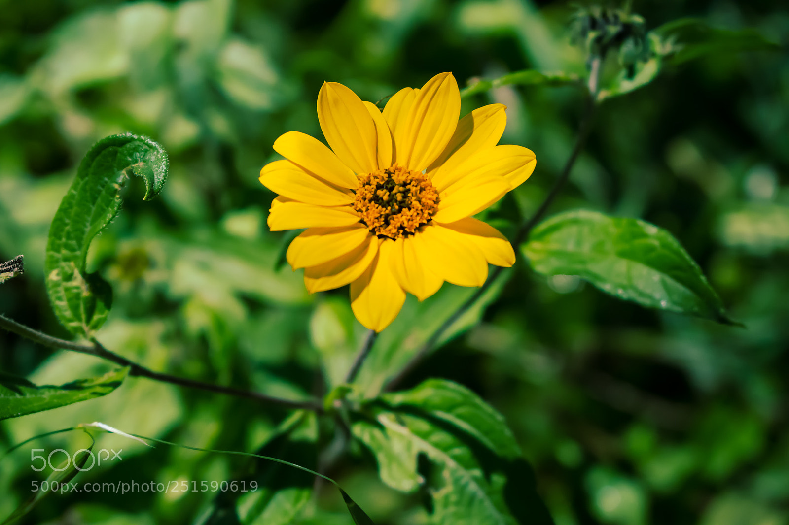 Nikon D5300 sample photo. Yellow flower photography