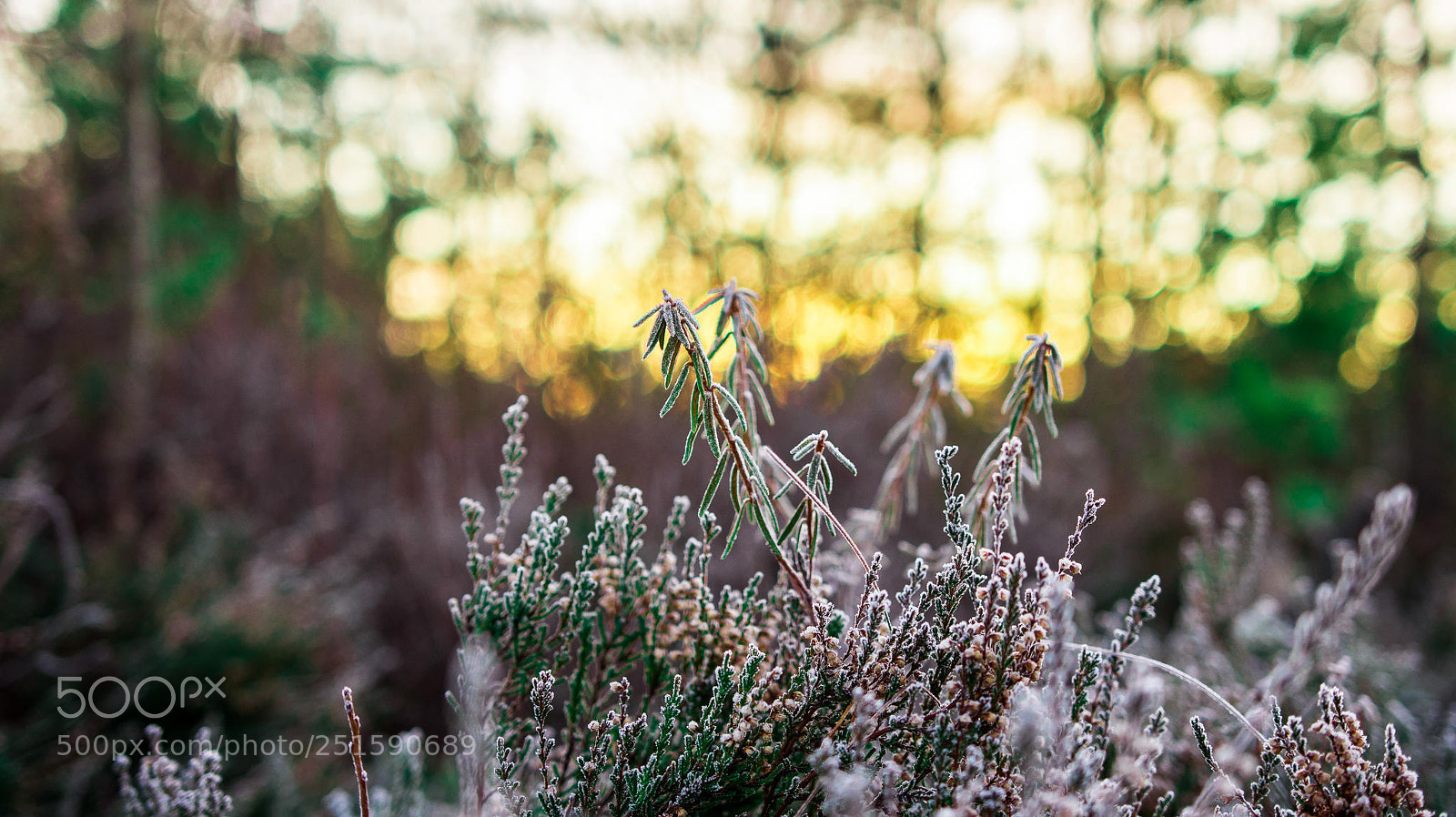 Nikon D7200 sample photo. Huge photography
