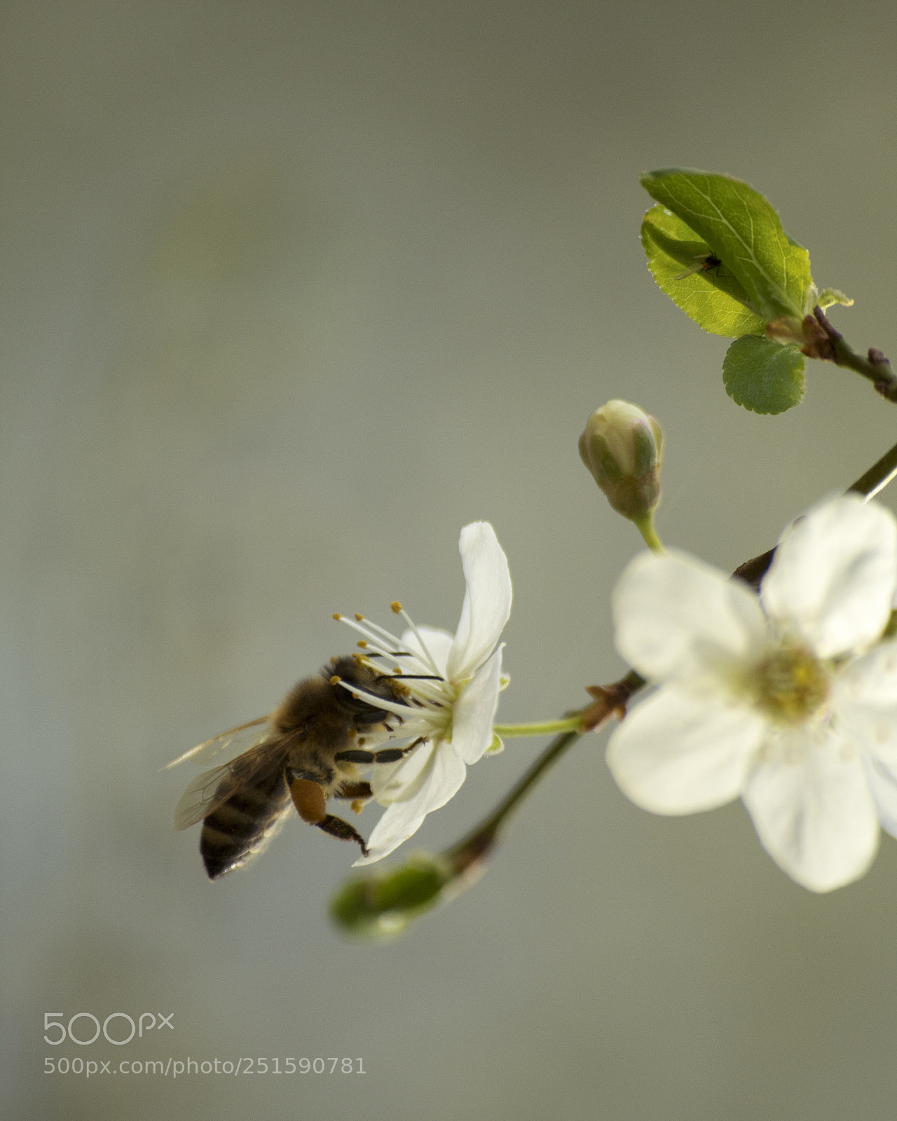 Canon EOS 1300D (EOS Rebel T6 / EOS Kiss X80) sample photo. Bee photography