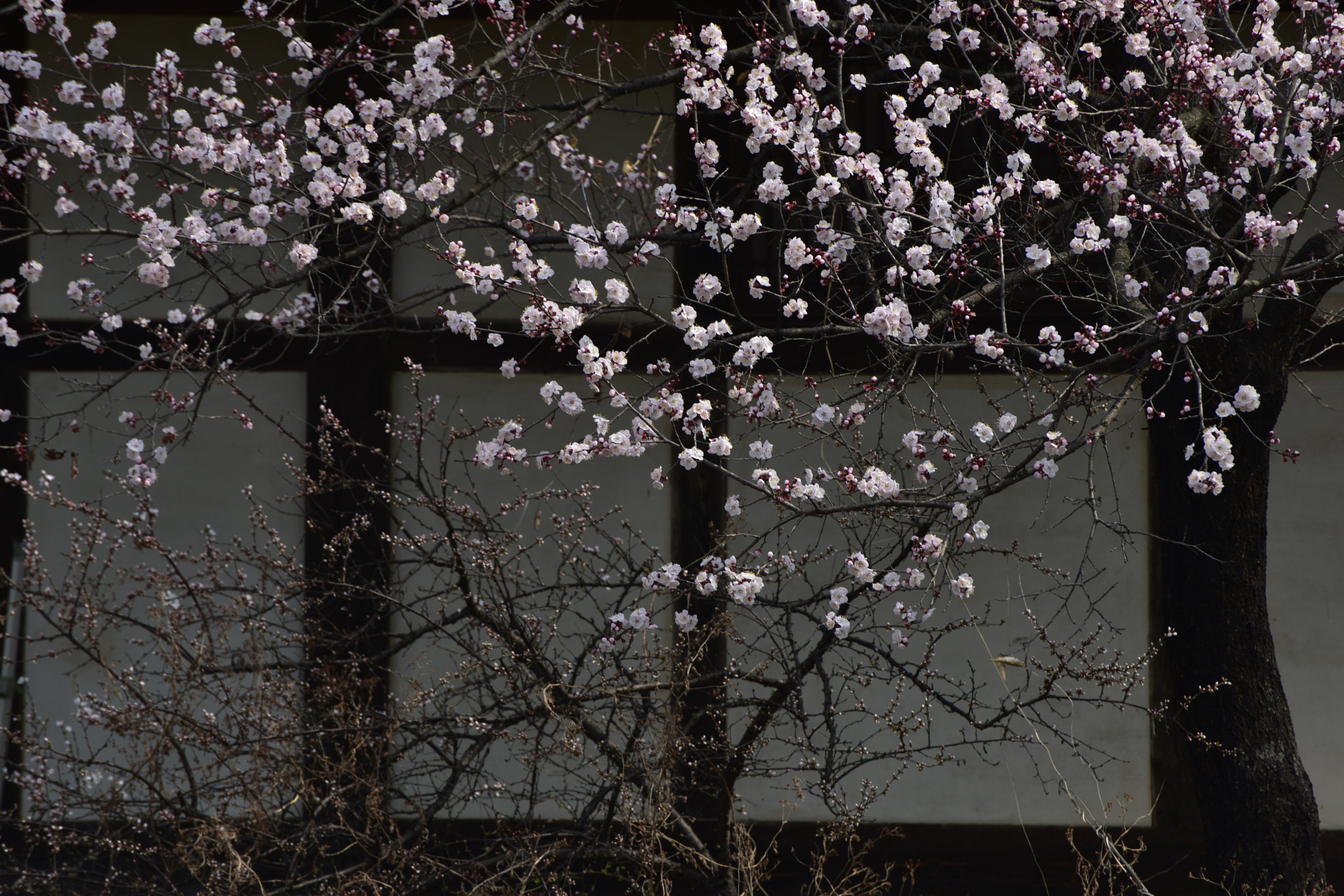 Nikon D810 sample photo
