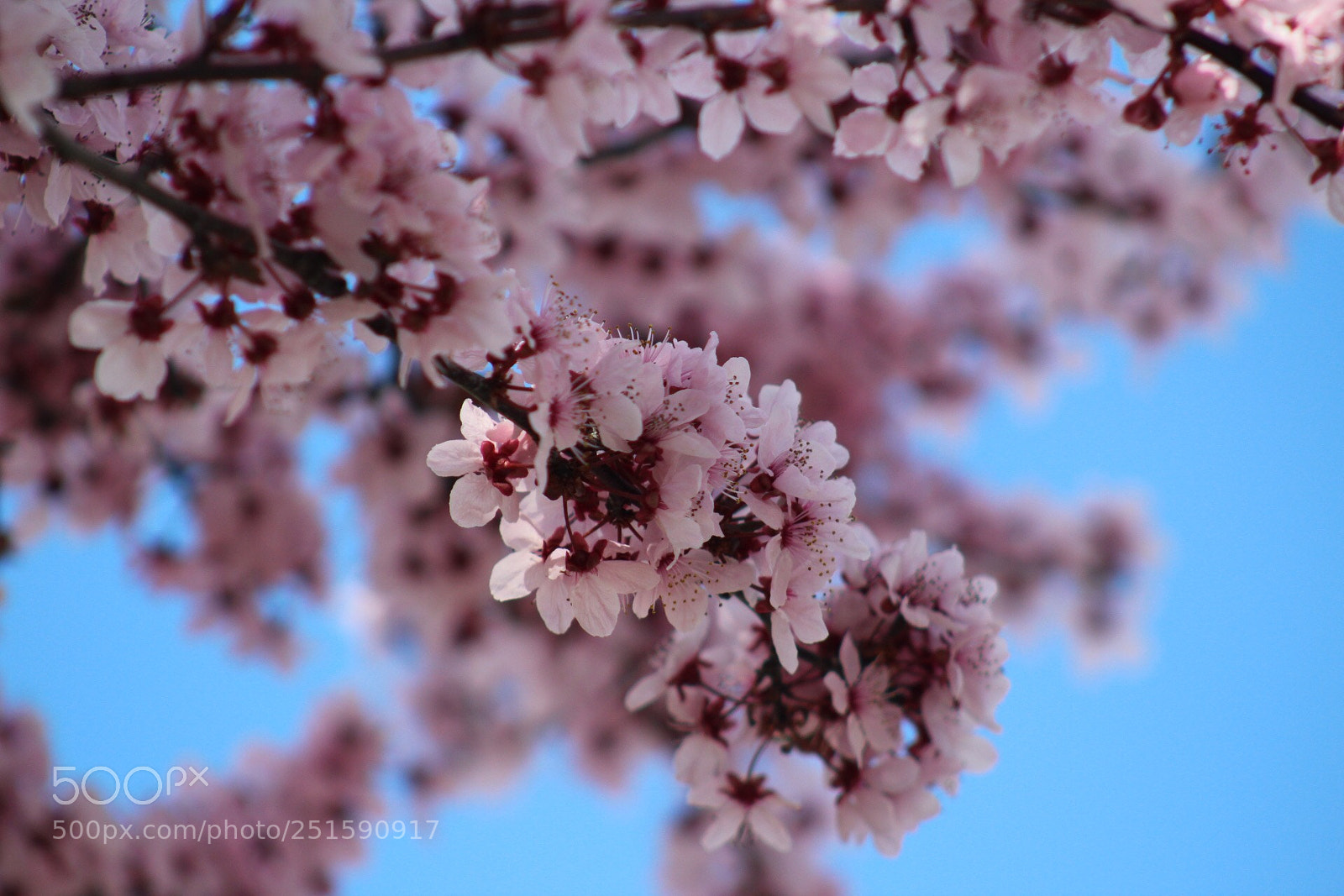 Canon EOS 1300D (EOS Rebel T6 / EOS Kiss X80) sample photo. Floral tree photography