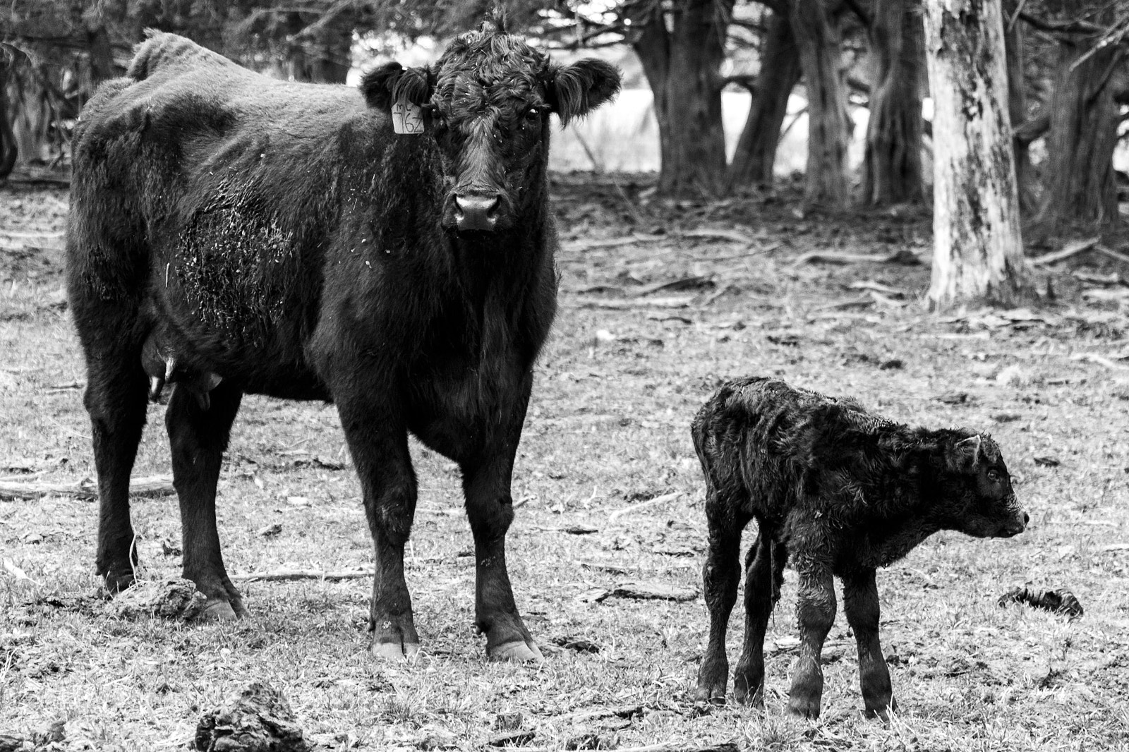 Canon EOS 70D sample photo. Sad cattle photography