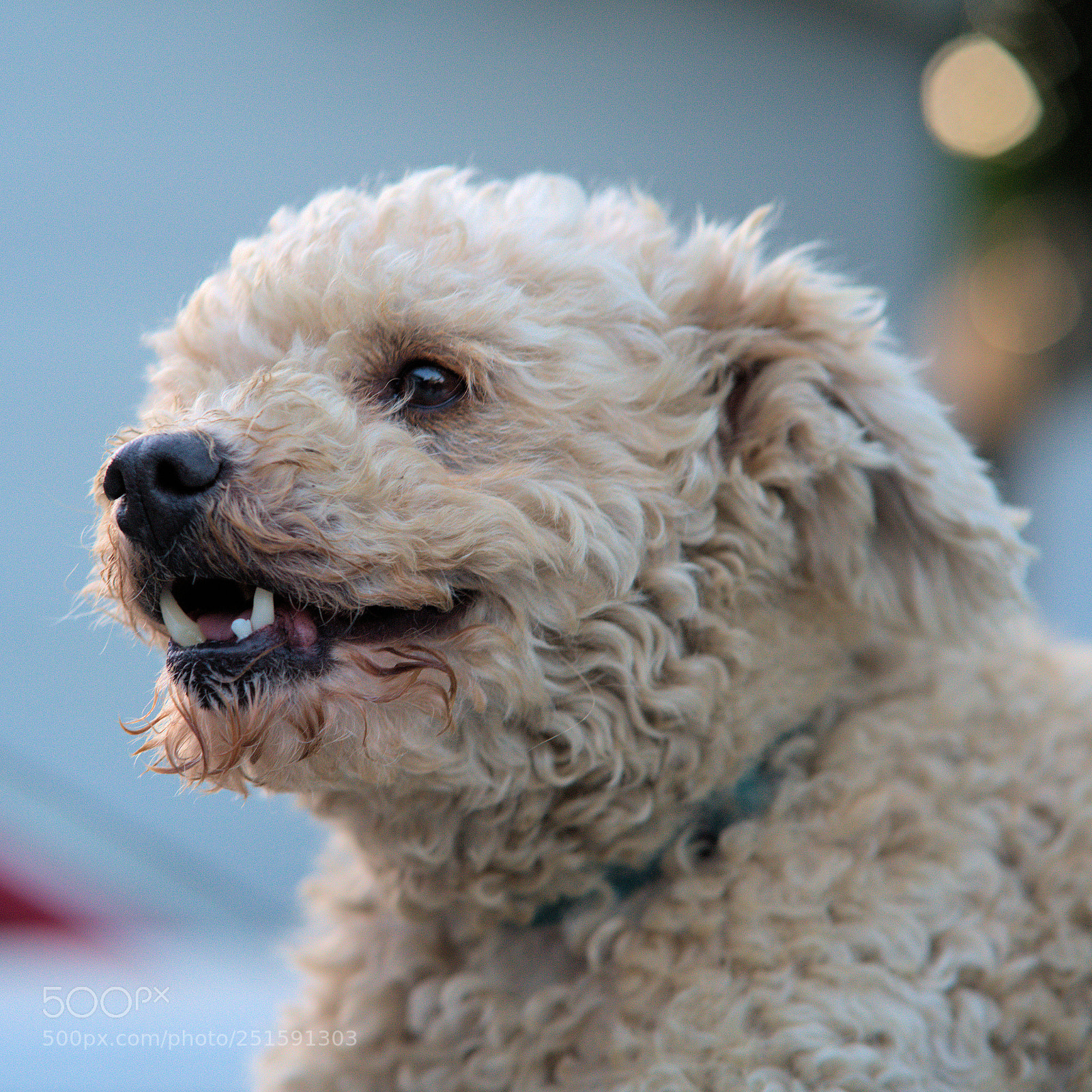 Sony a7R III sample photo. Twixie photography