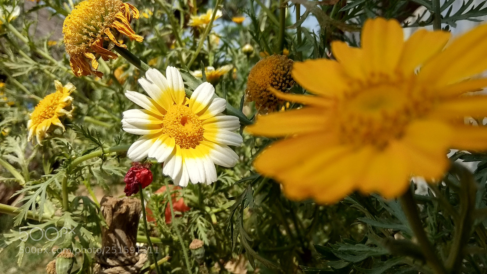 Xiaomi Redmi Note 5A sample photo. Untitled photography