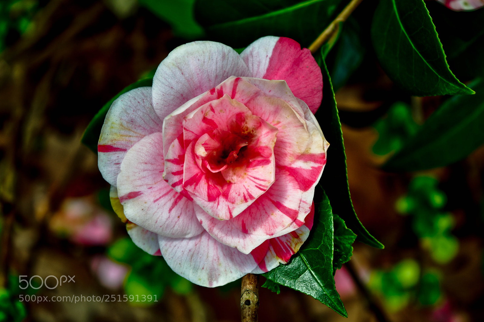 Nikon D5500 sample photo. Bavarde photography