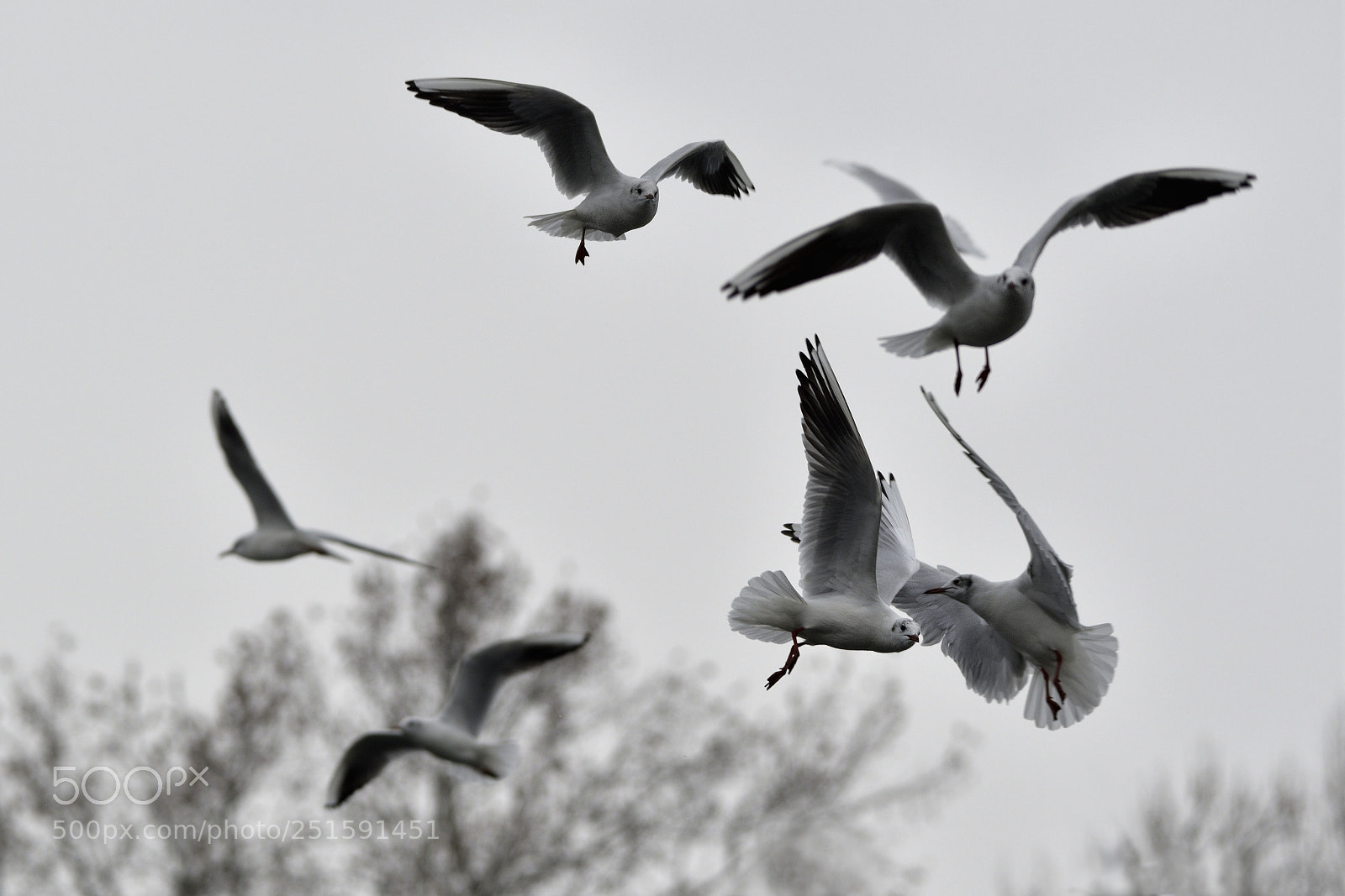 Nikon D500 sample photo. Accident photography