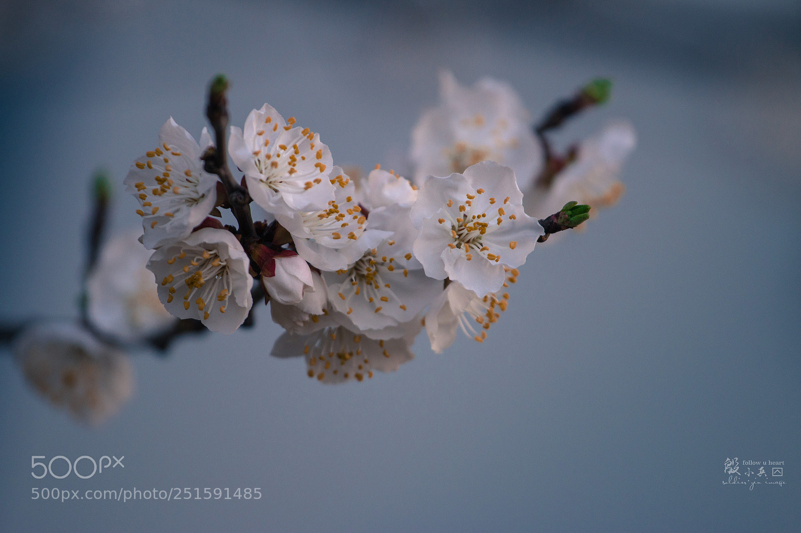 Canon EOS 70D sample photo. 春风十里 photography