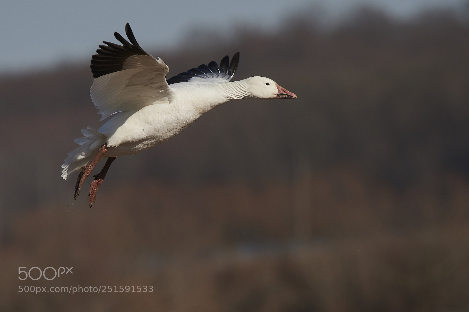 Nikon D500 sample photo. Snow goose photography