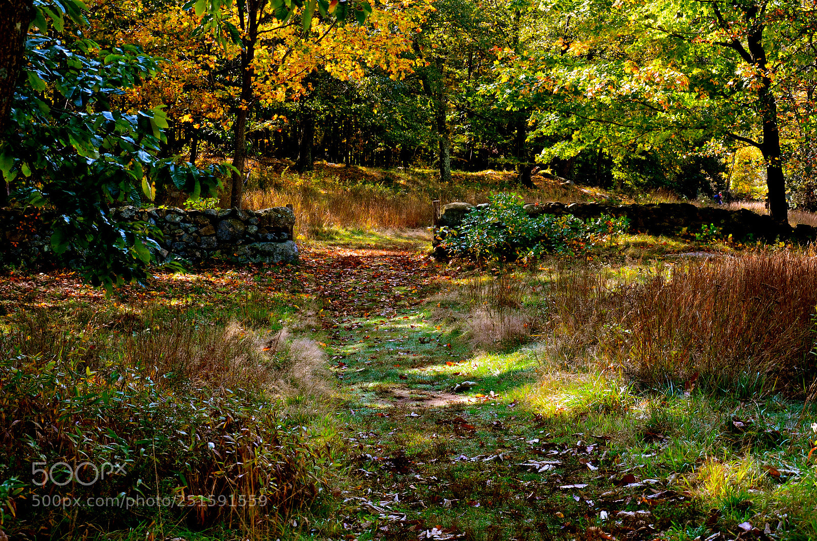 Nikon D7000 sample photo. Forest trail photography