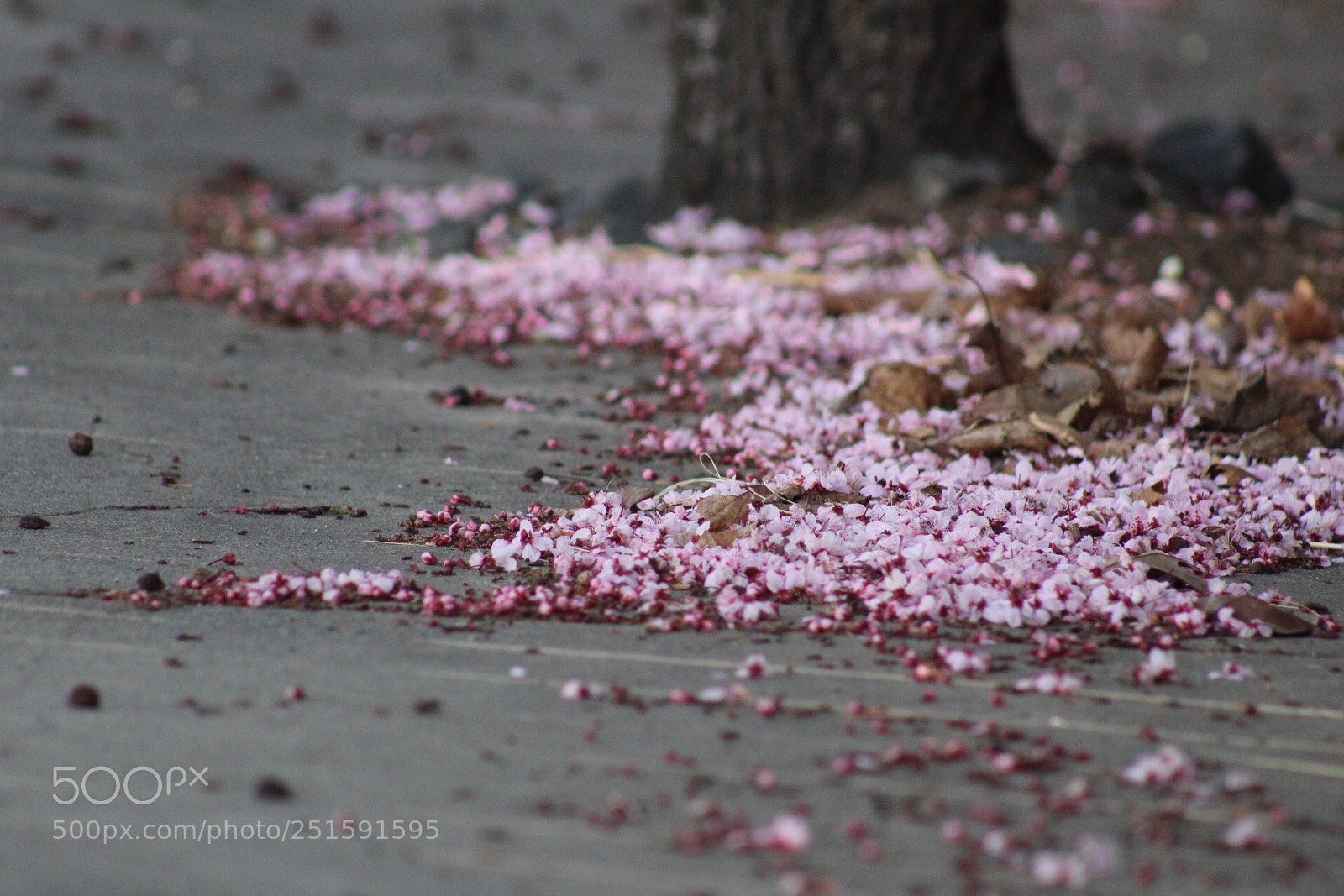Canon EOS 1300D (EOS Rebel T6 / EOS Kiss X80) sample photo. Petal path photography