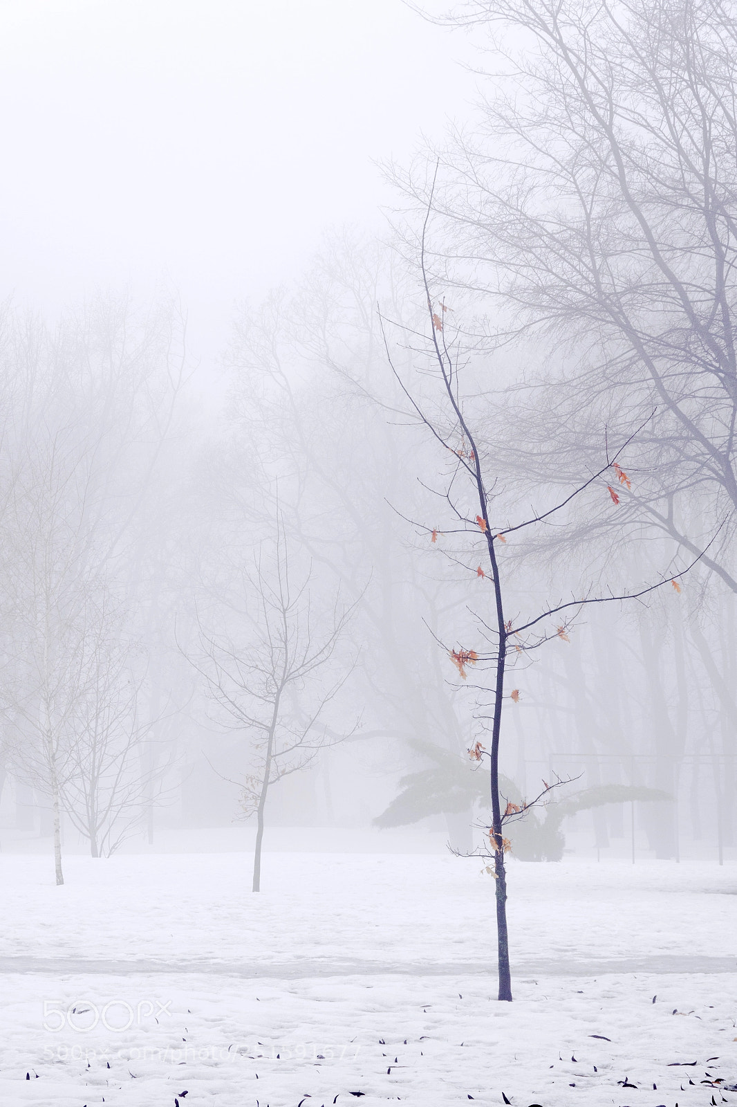 Pentax K-70 sample photo. Little oak tree photography