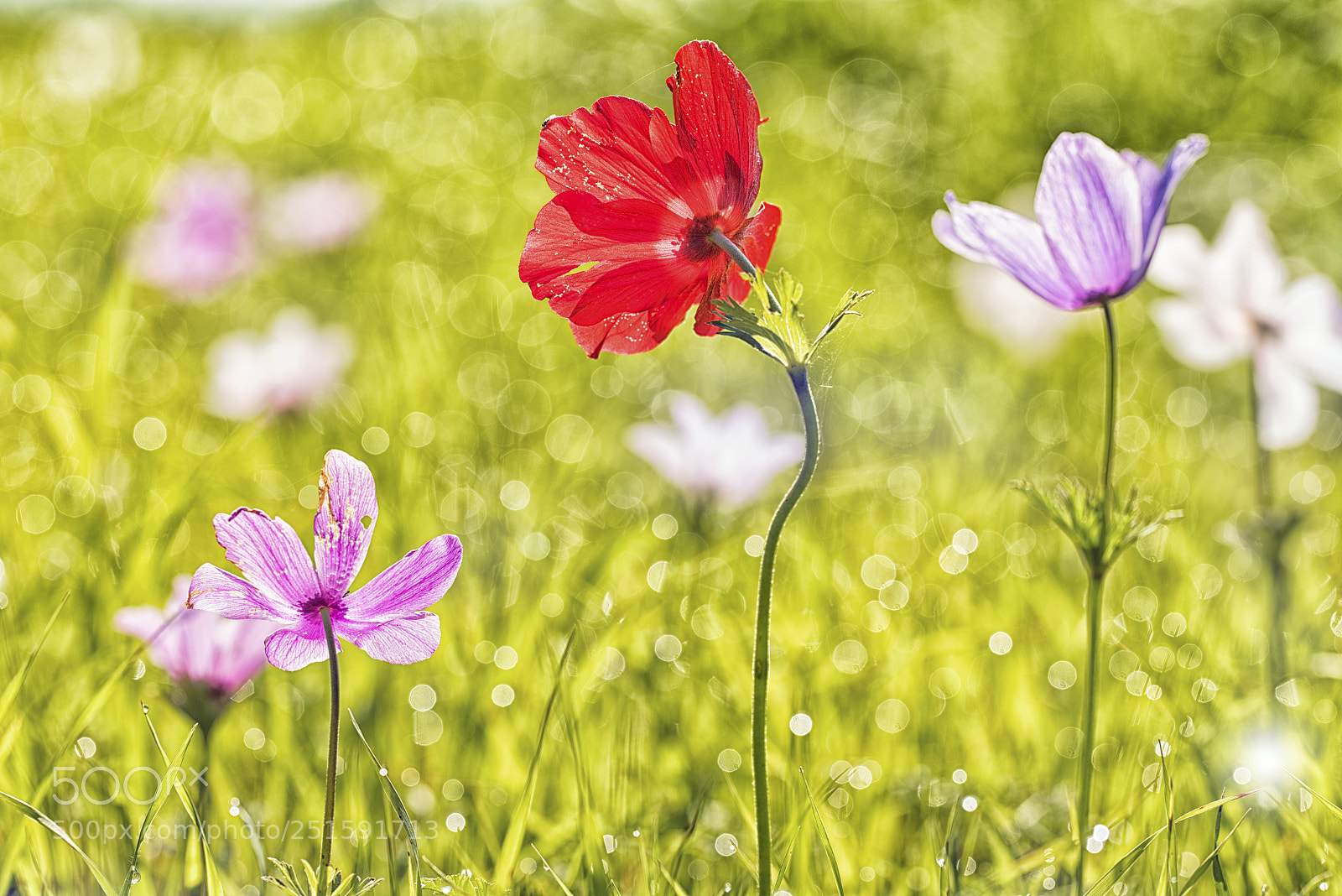 Nikon D810 sample photo. Anemones' field photography