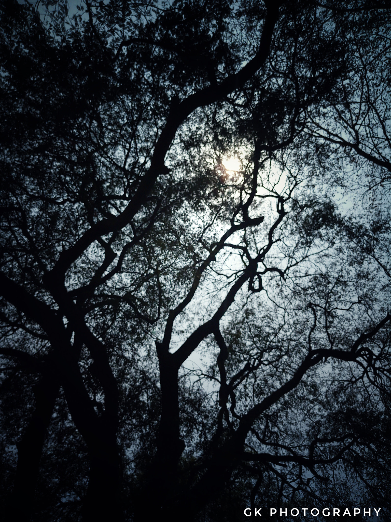 vivo 1601 sample photo. Tree in brightness photography