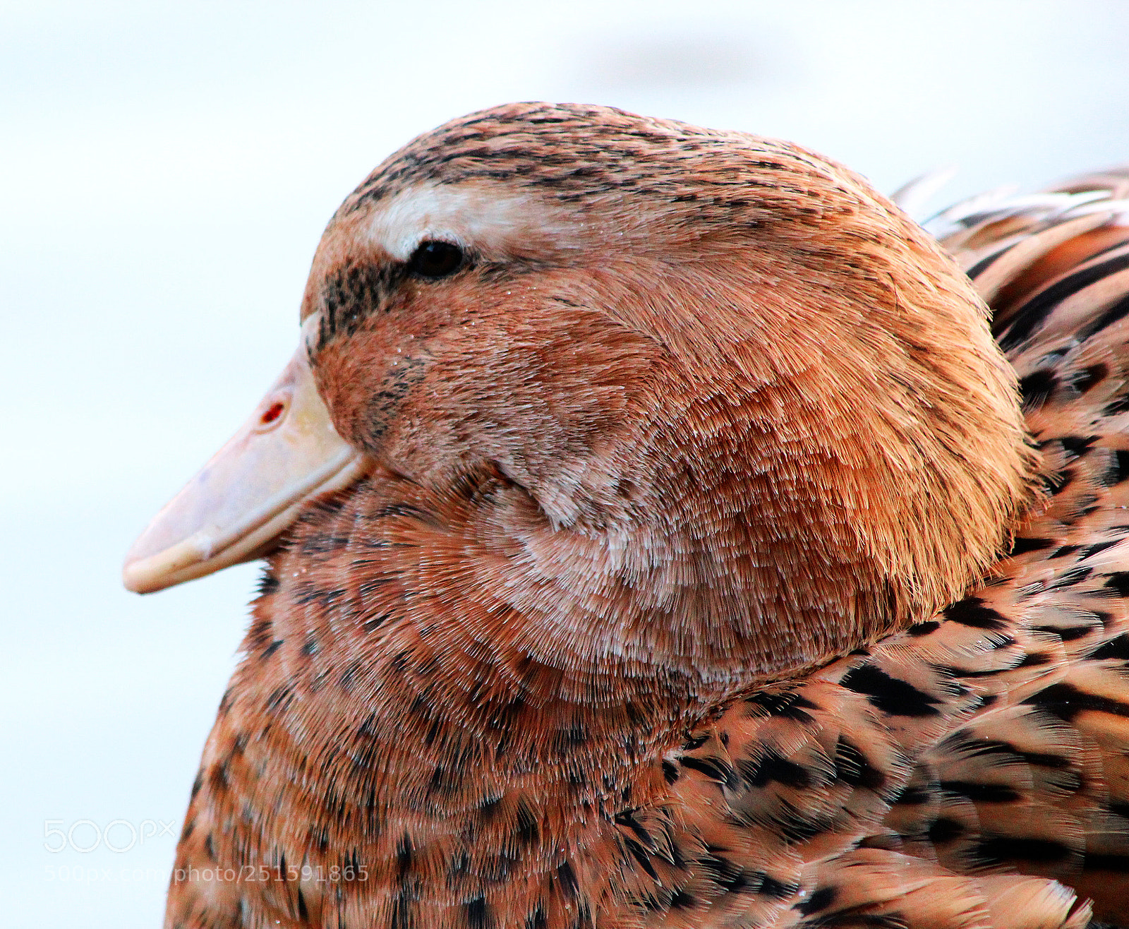 Canon EOS 600D (Rebel EOS T3i / EOS Kiss X5) sample photo. Daisy duck photography