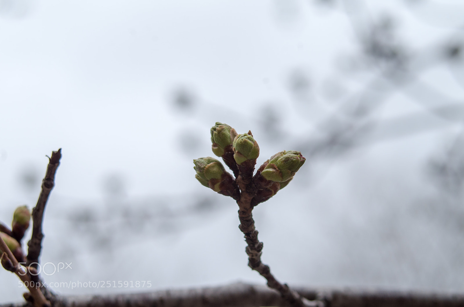 Pentax K-50 sample photo. Soon to bloom photography