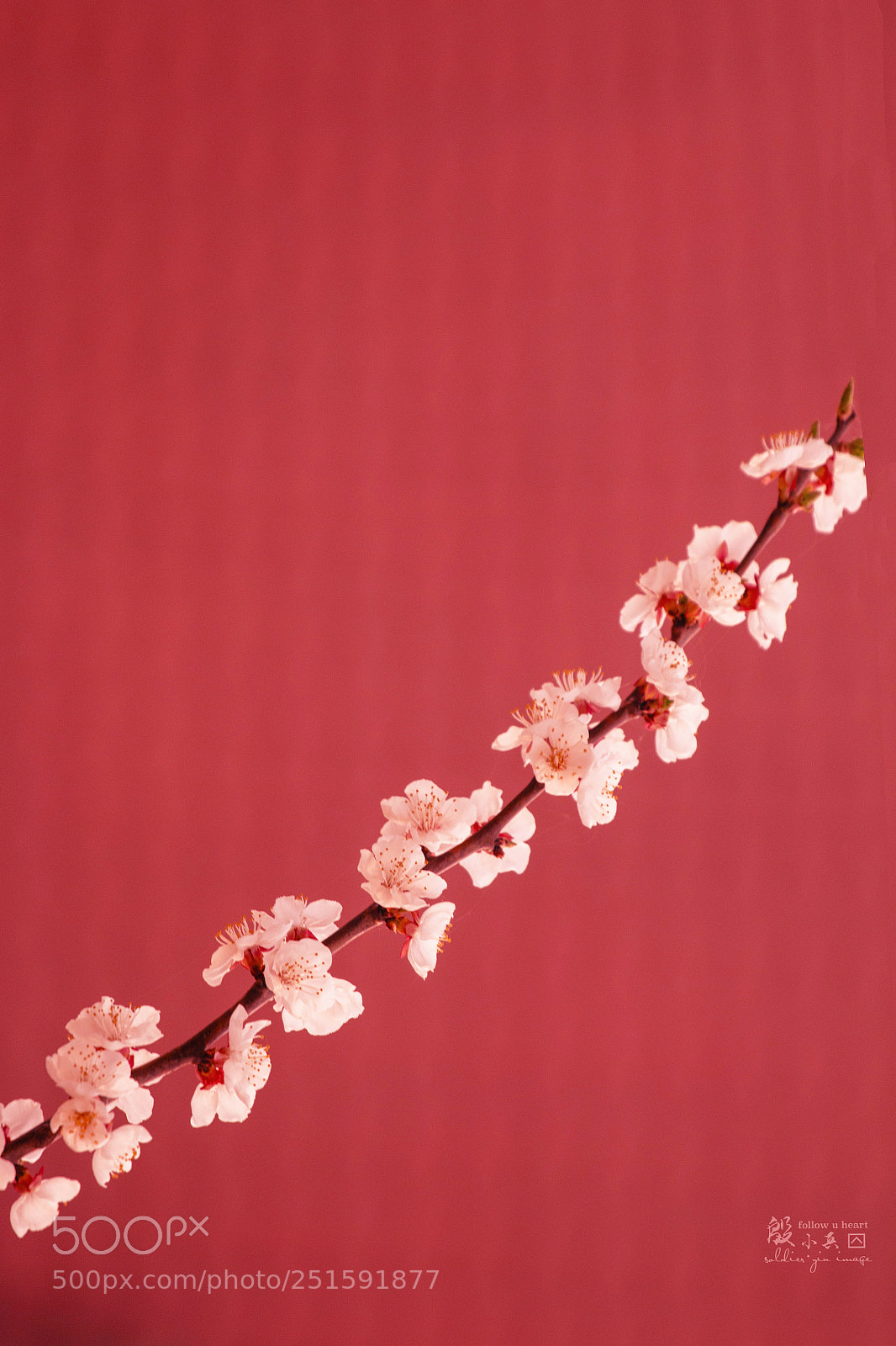 Canon EOS 70D sample photo. 一剪梅 photography