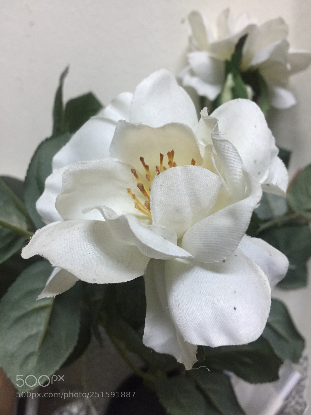 Apple iPhone 6 sample photo. Untitled photography