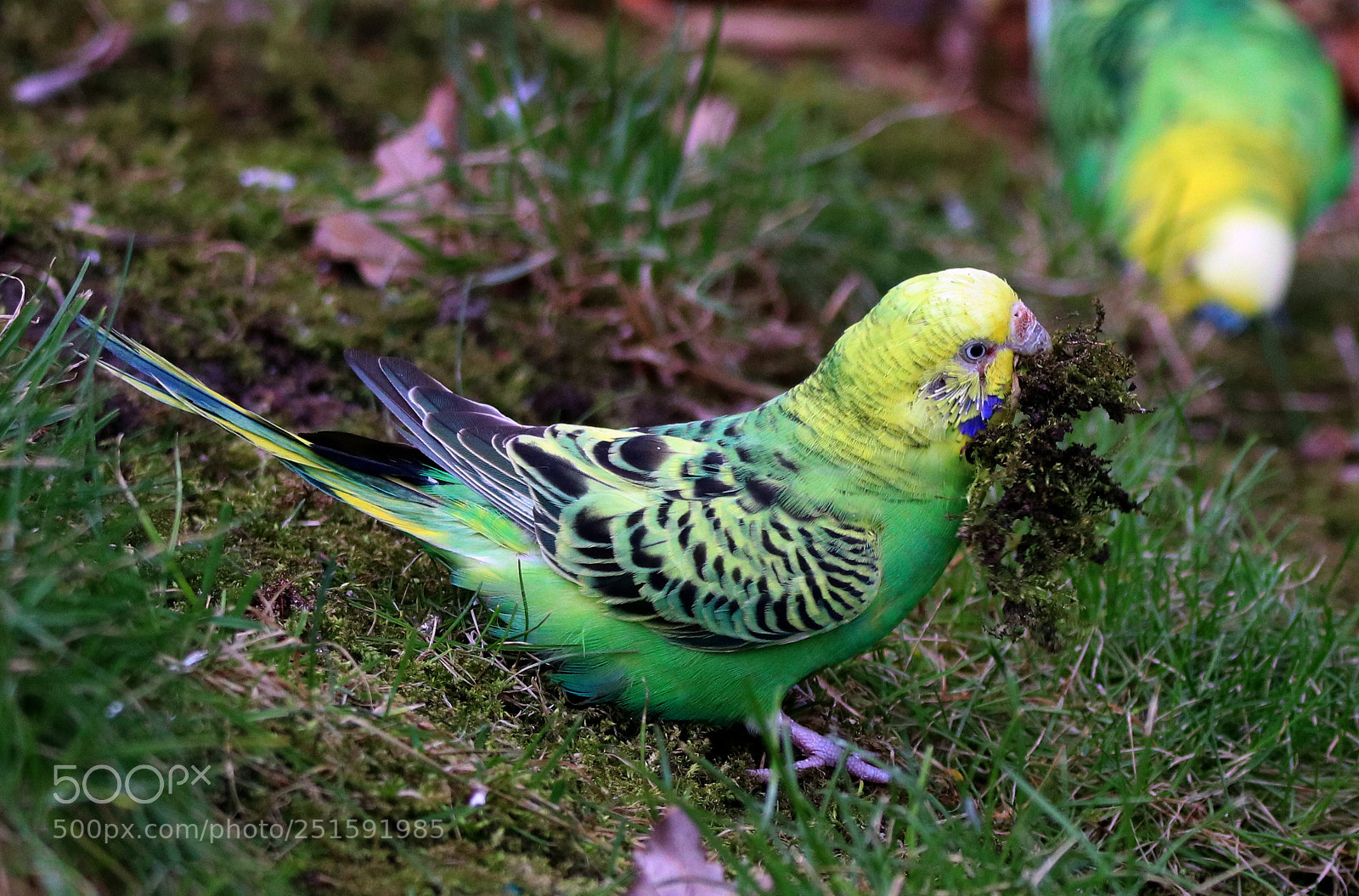 Canon EOS 80D sample photo. Parakeet in the finest photography