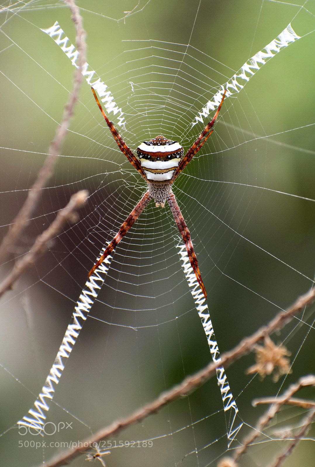 Nikon D5500 sample photo. The designer photography