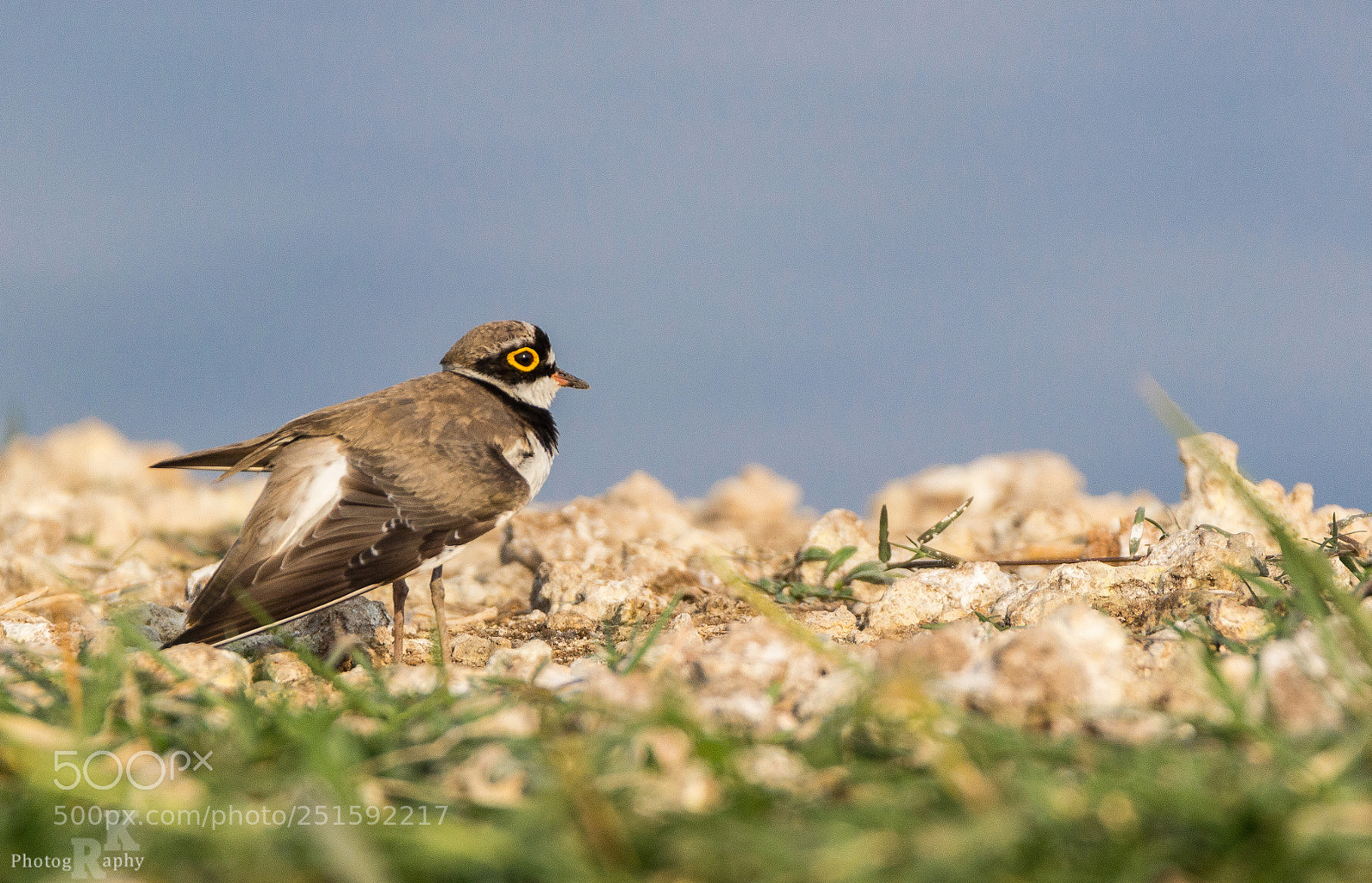Canon EOS 600D (Rebel EOS T3i / EOS Kiss X5) sample photo. Yellow ringed plover photography