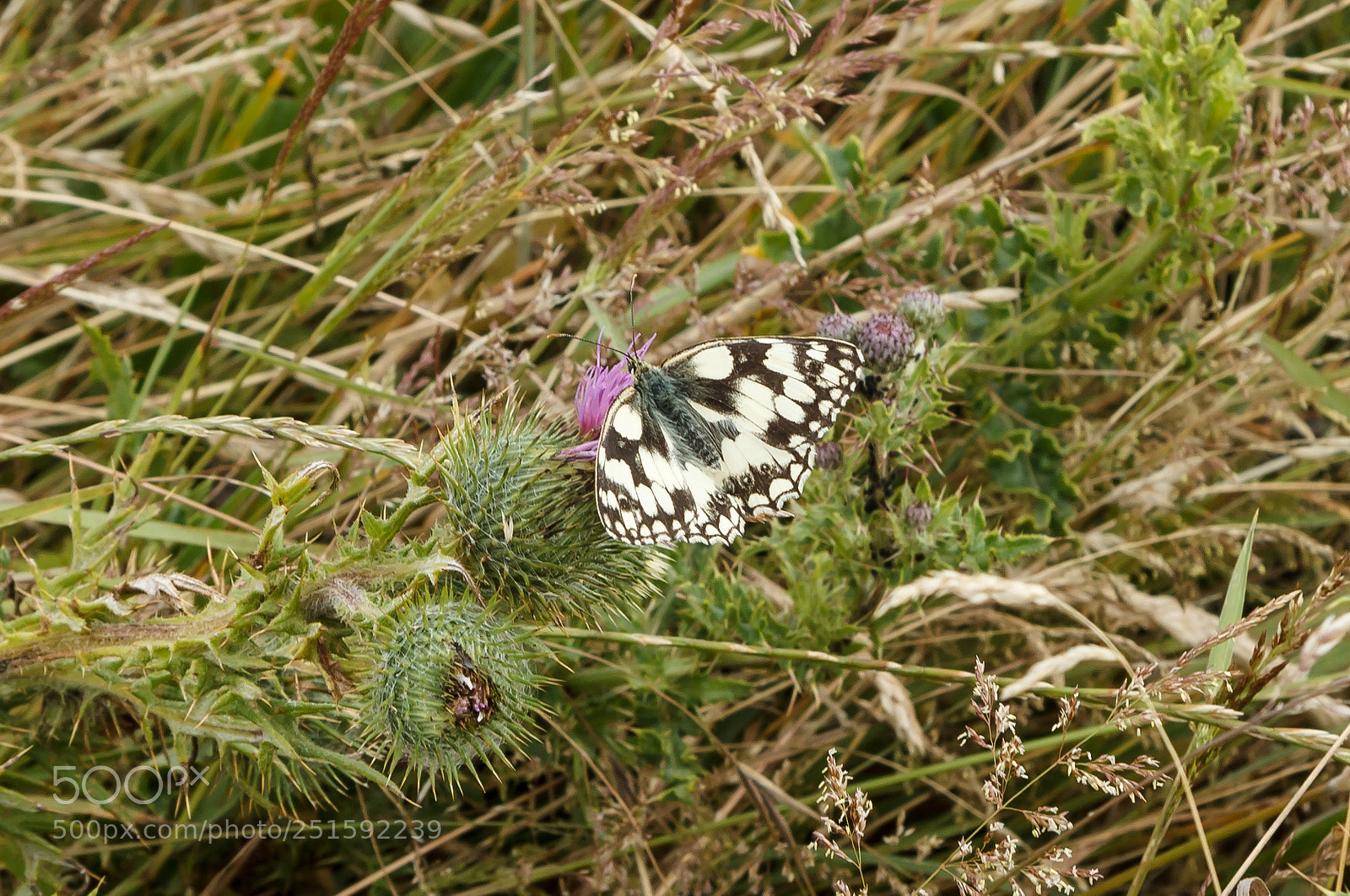 Canon EOS 1100D (EOS Rebel T3 / EOS Kiss X50) sample photo. Marbled white photography
