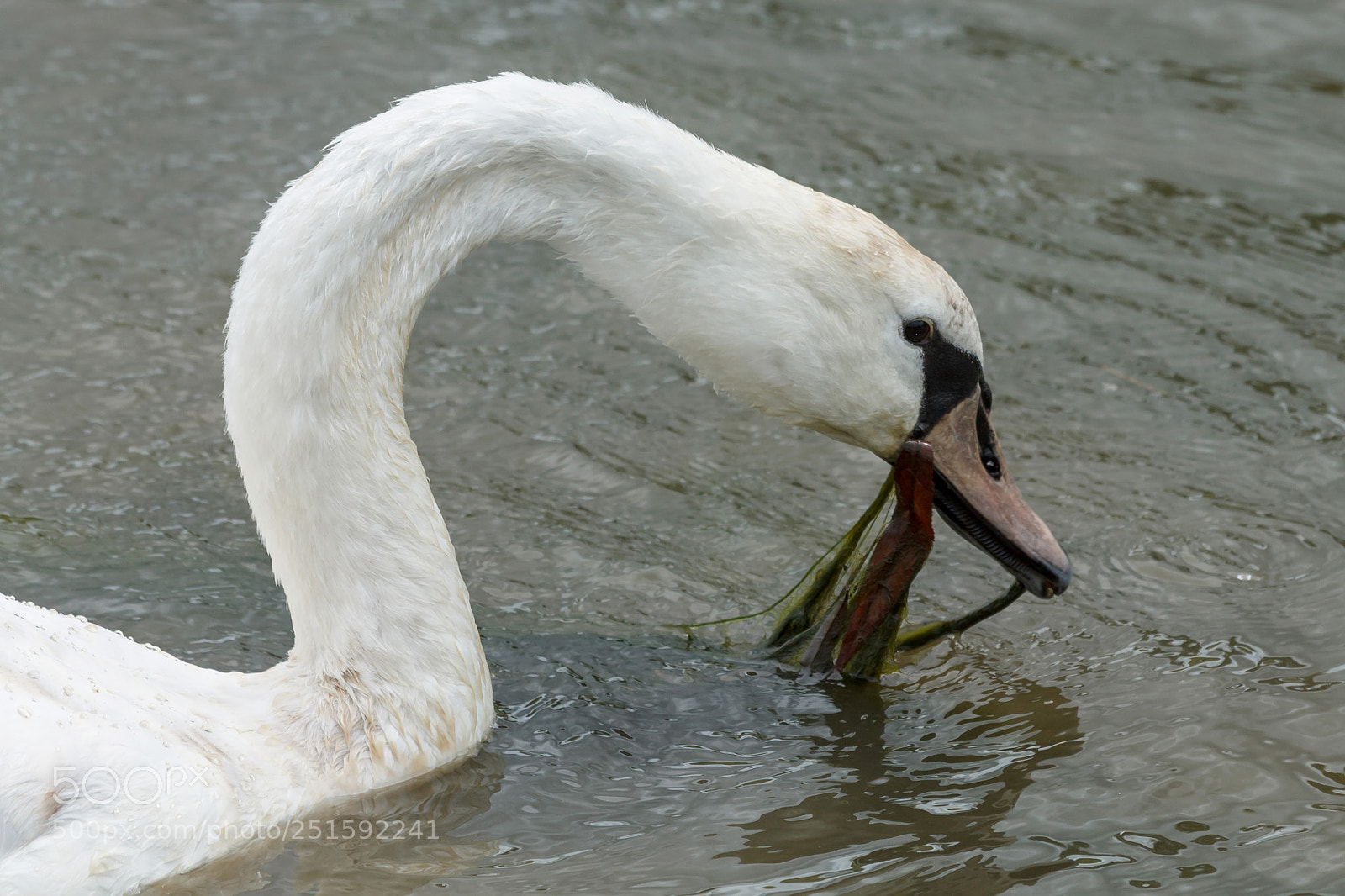 Canon EOS 1100D (EOS Rebel T3 / EOS Kiss X50) sample photo. Mute swan photography