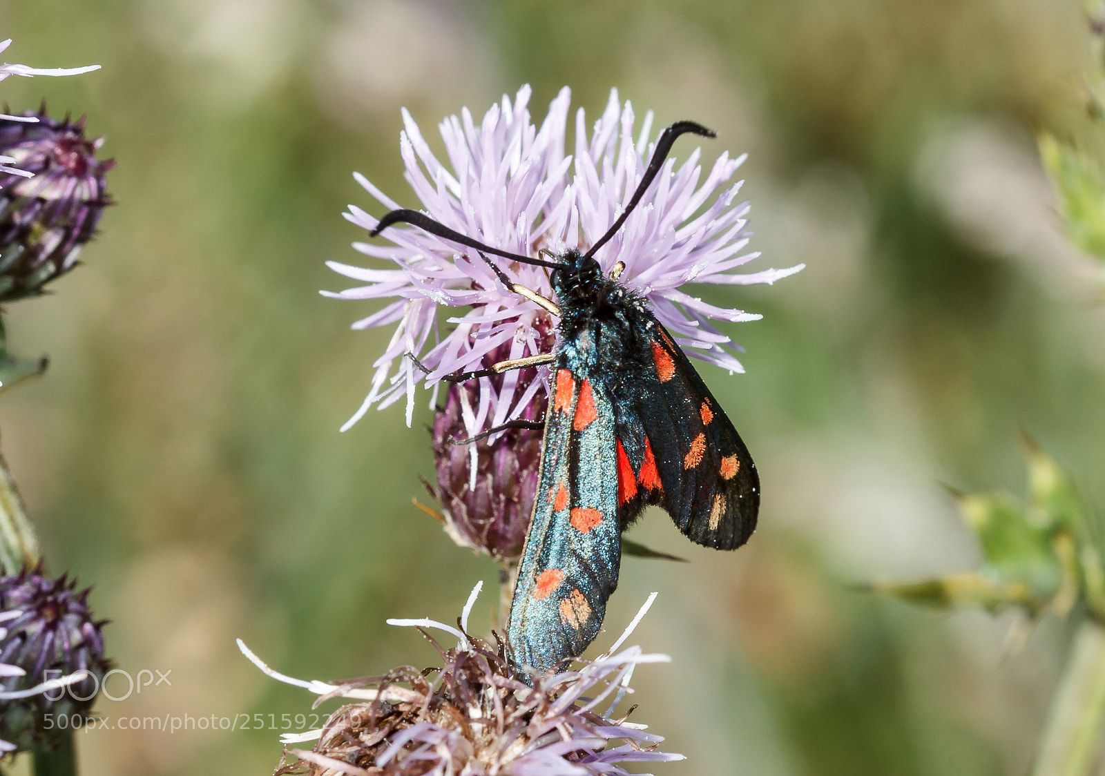 Canon EOS 1100D (EOS Rebel T3 / EOS Kiss X50) sample photo. Burnet moth on thistles photography