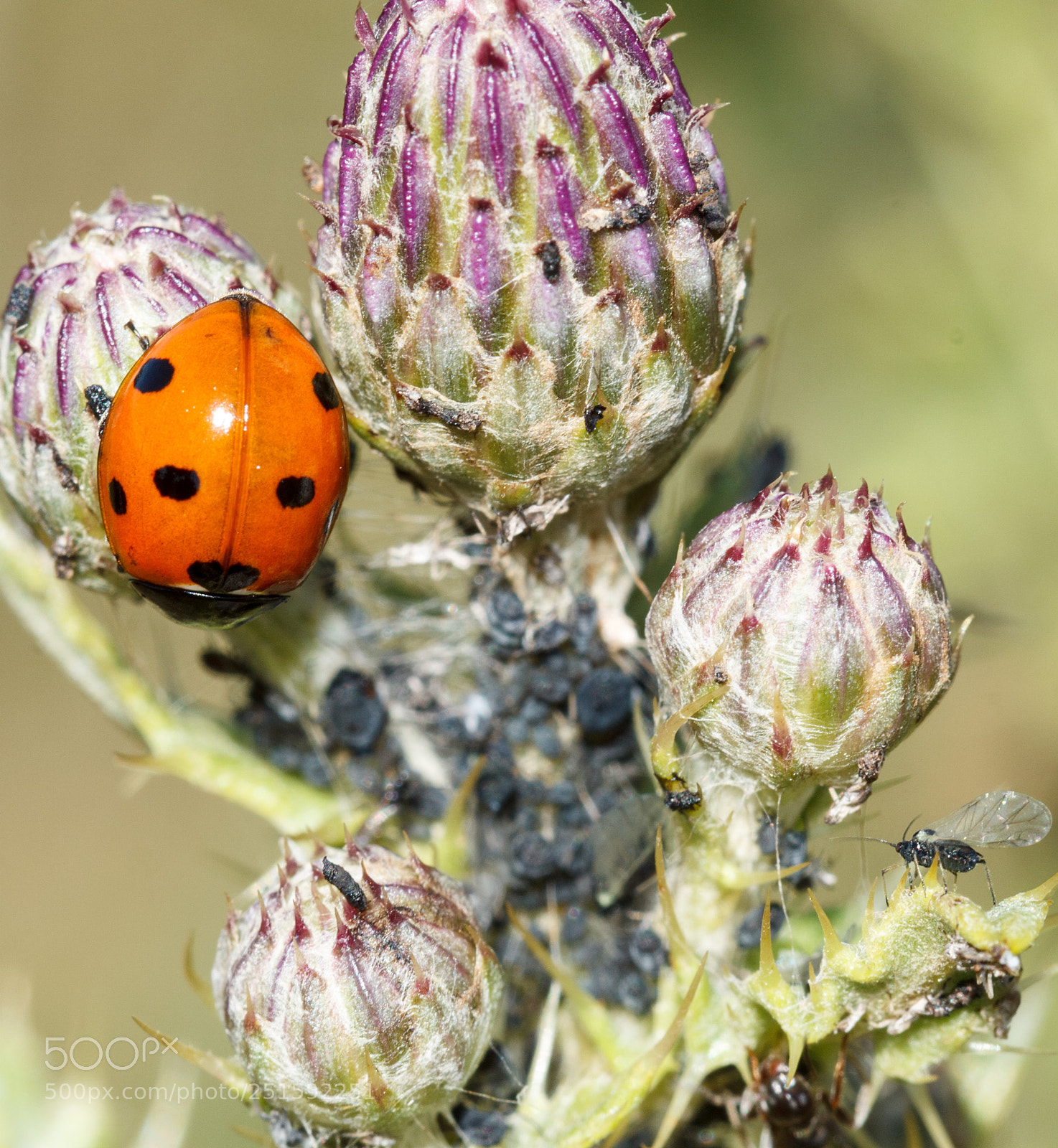 Canon EOS 1100D (EOS Rebel T3 / EOS Kiss X50) sample photo. Ladybird and other insects photography