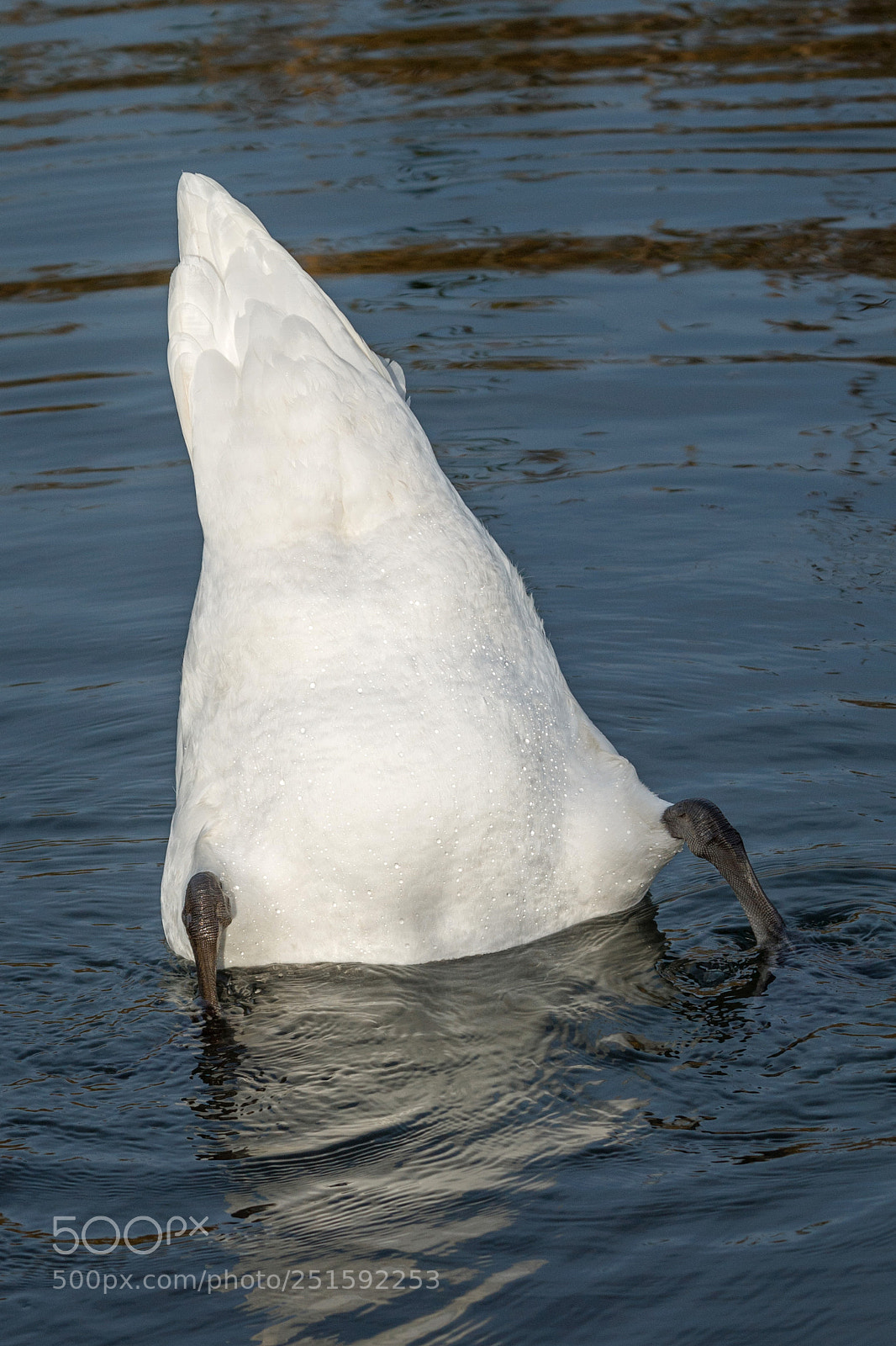 Canon EOS 1100D (EOS Rebel T3 / EOS Kiss X50) sample photo. Img mute swan photography