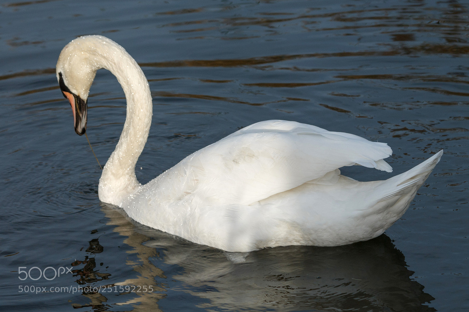 Canon EOS 1100D (EOS Rebel T3 / EOS Kiss X50) sample photo. Img mute swan photography